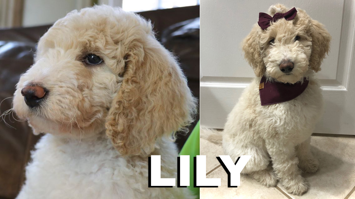 ”Goldendoodle