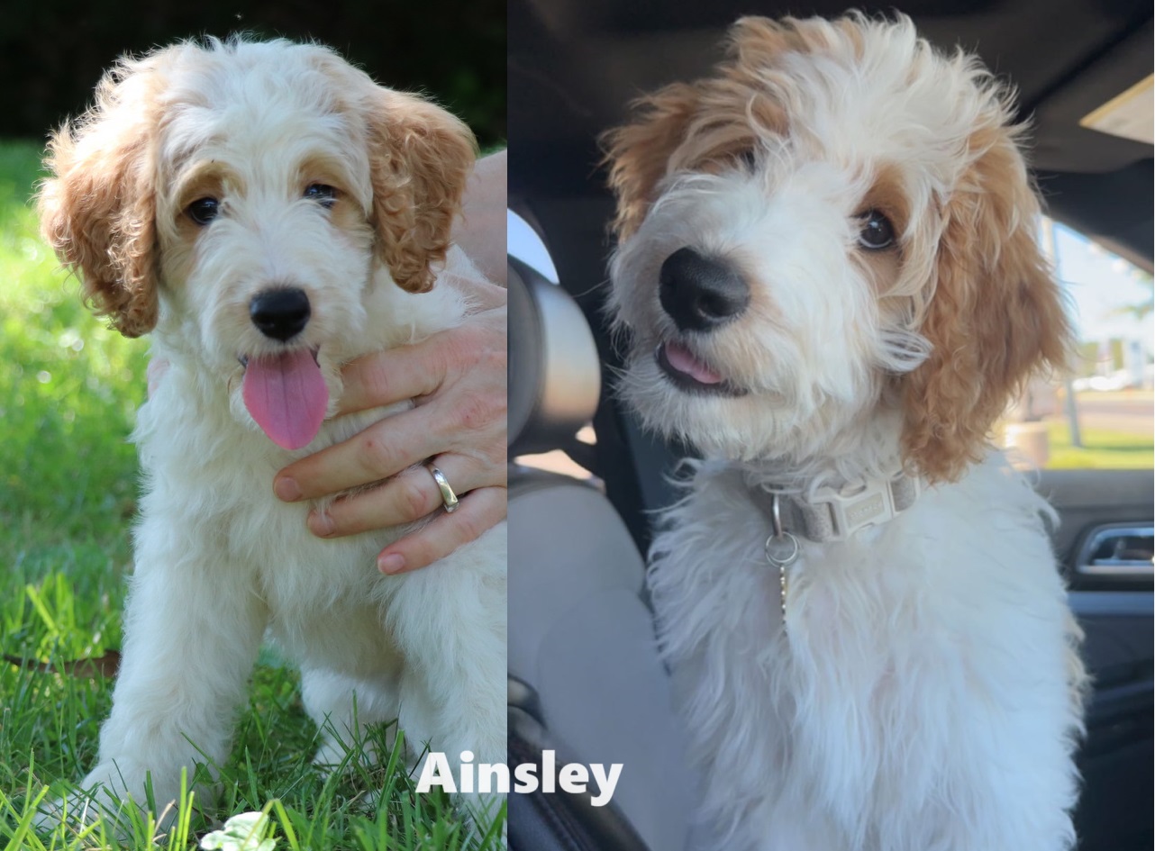 ”Goldendoodle