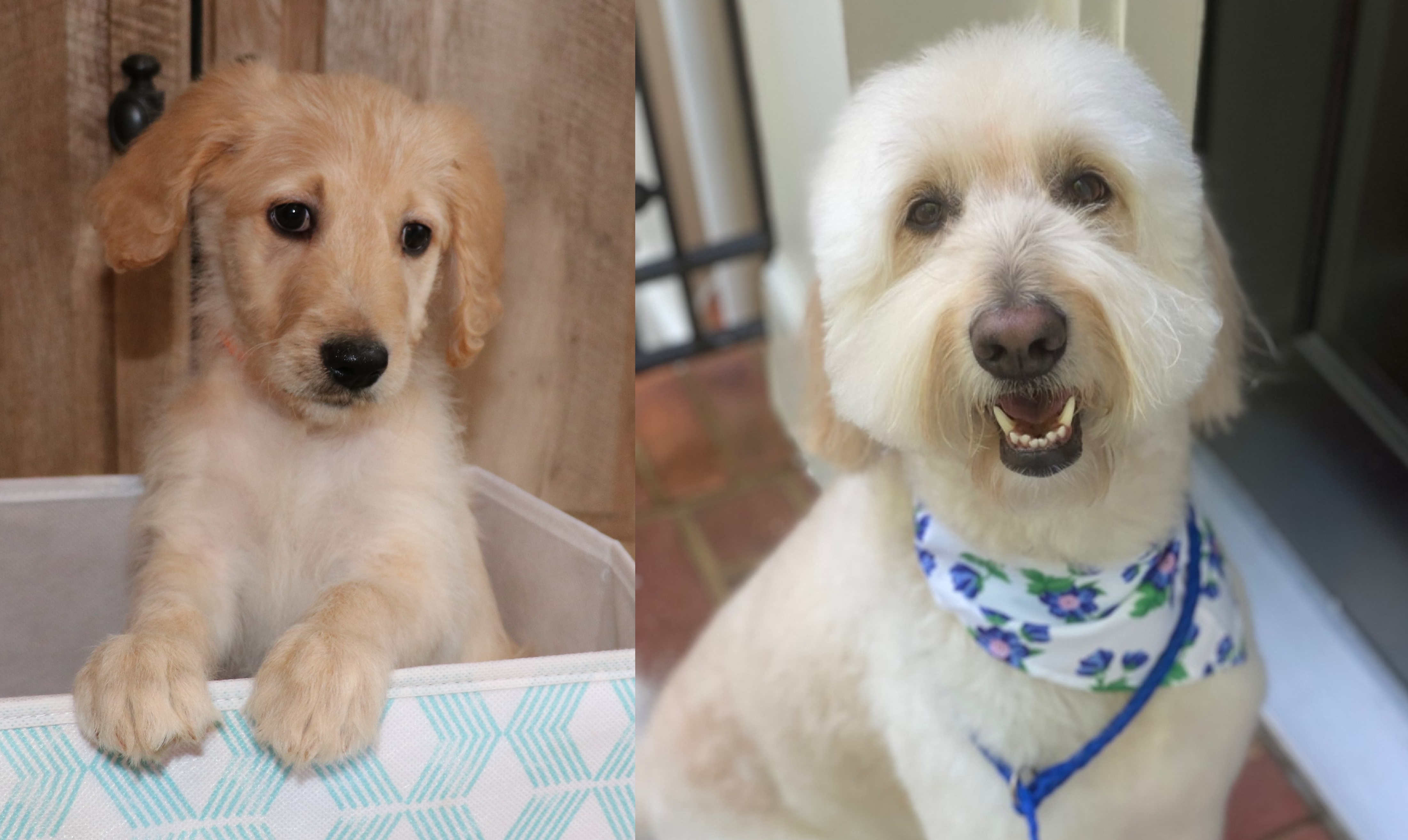 ”Goldendoodle