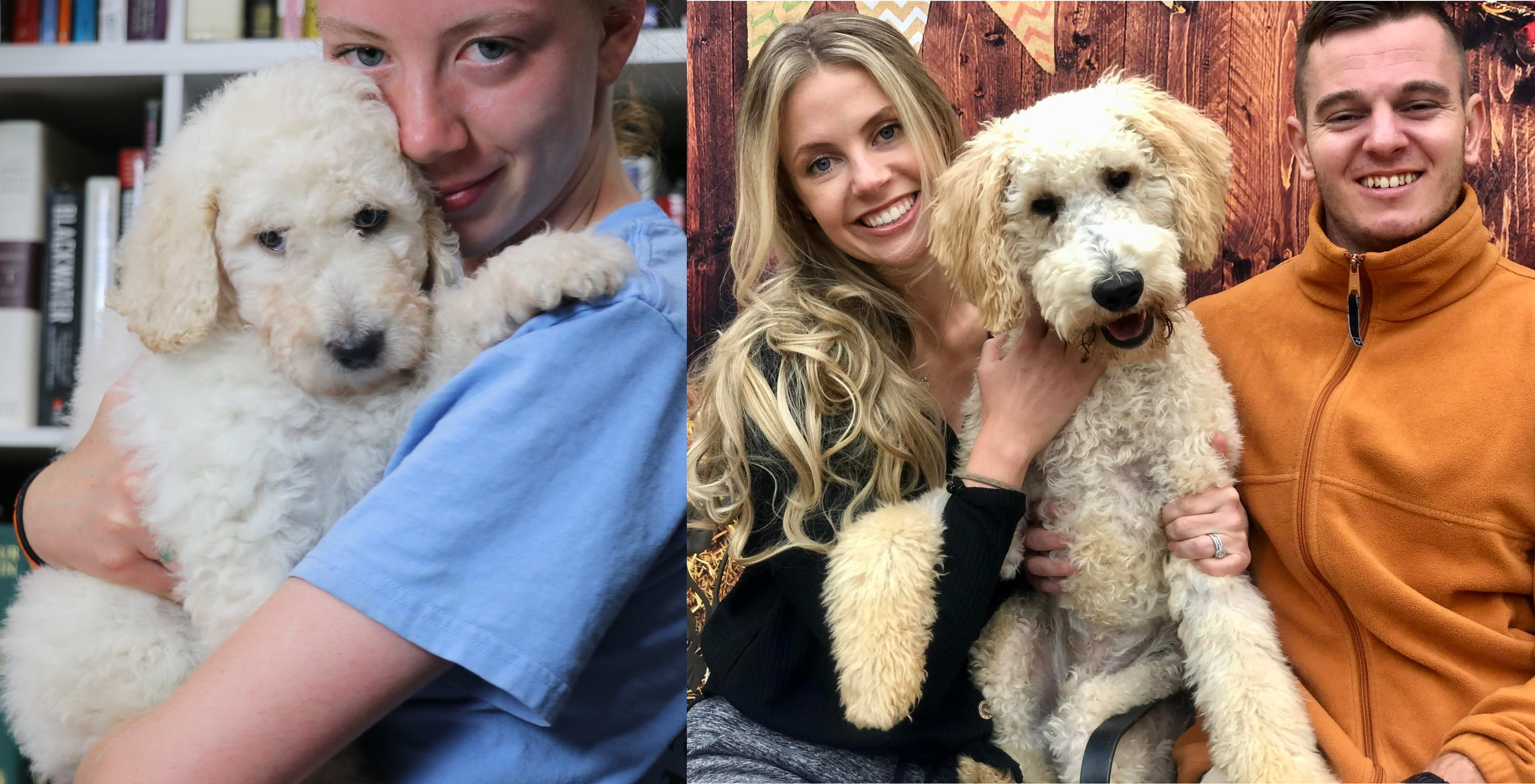 ”Goldendoodle