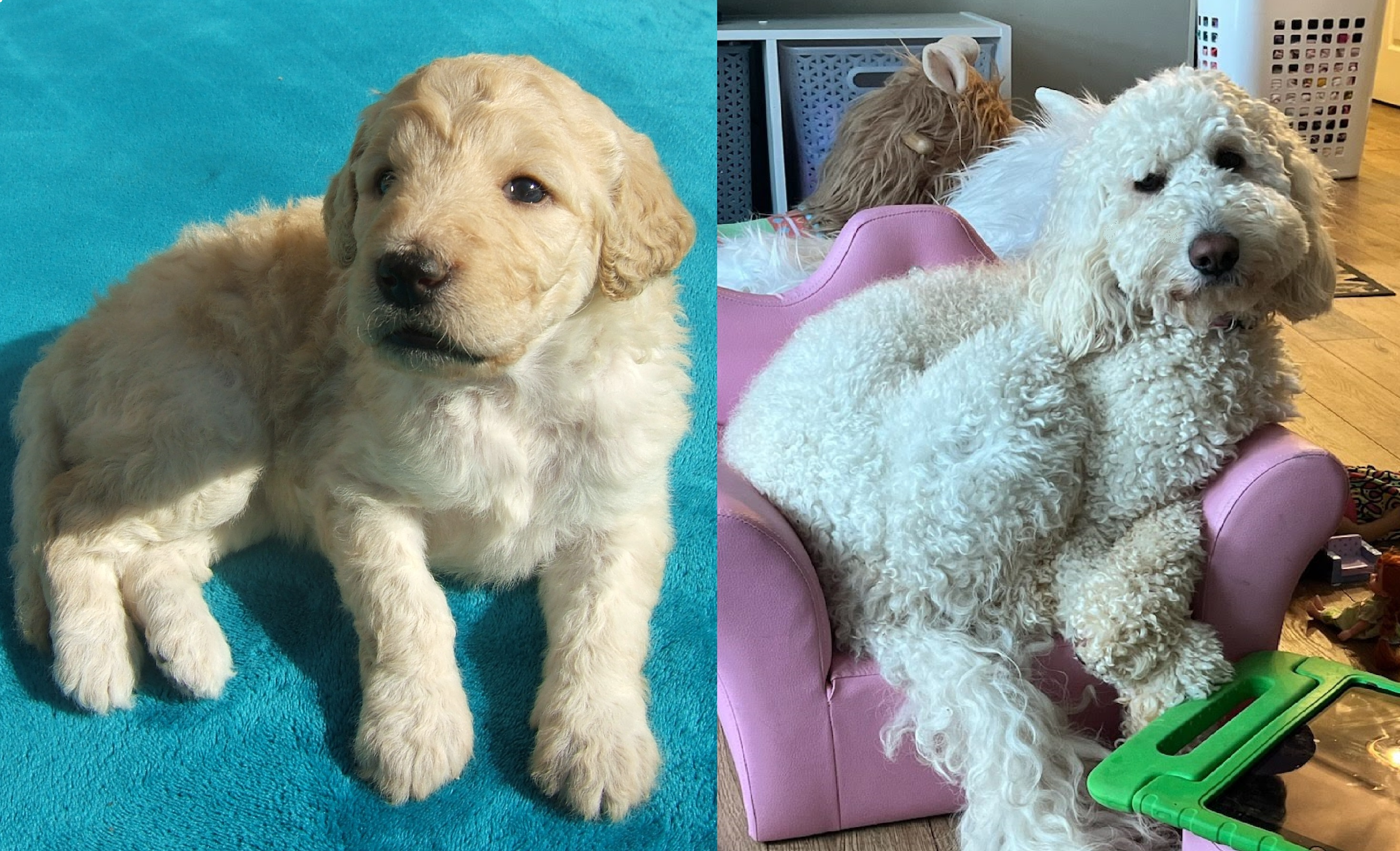 ”Goldendoodle