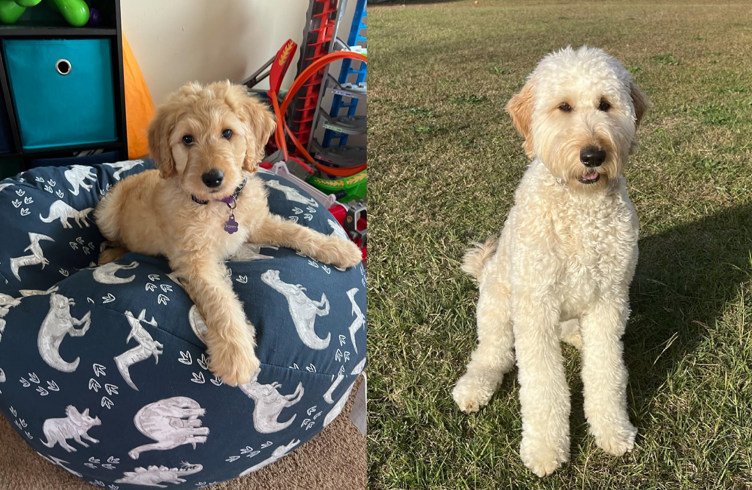 ”Goldendoodle