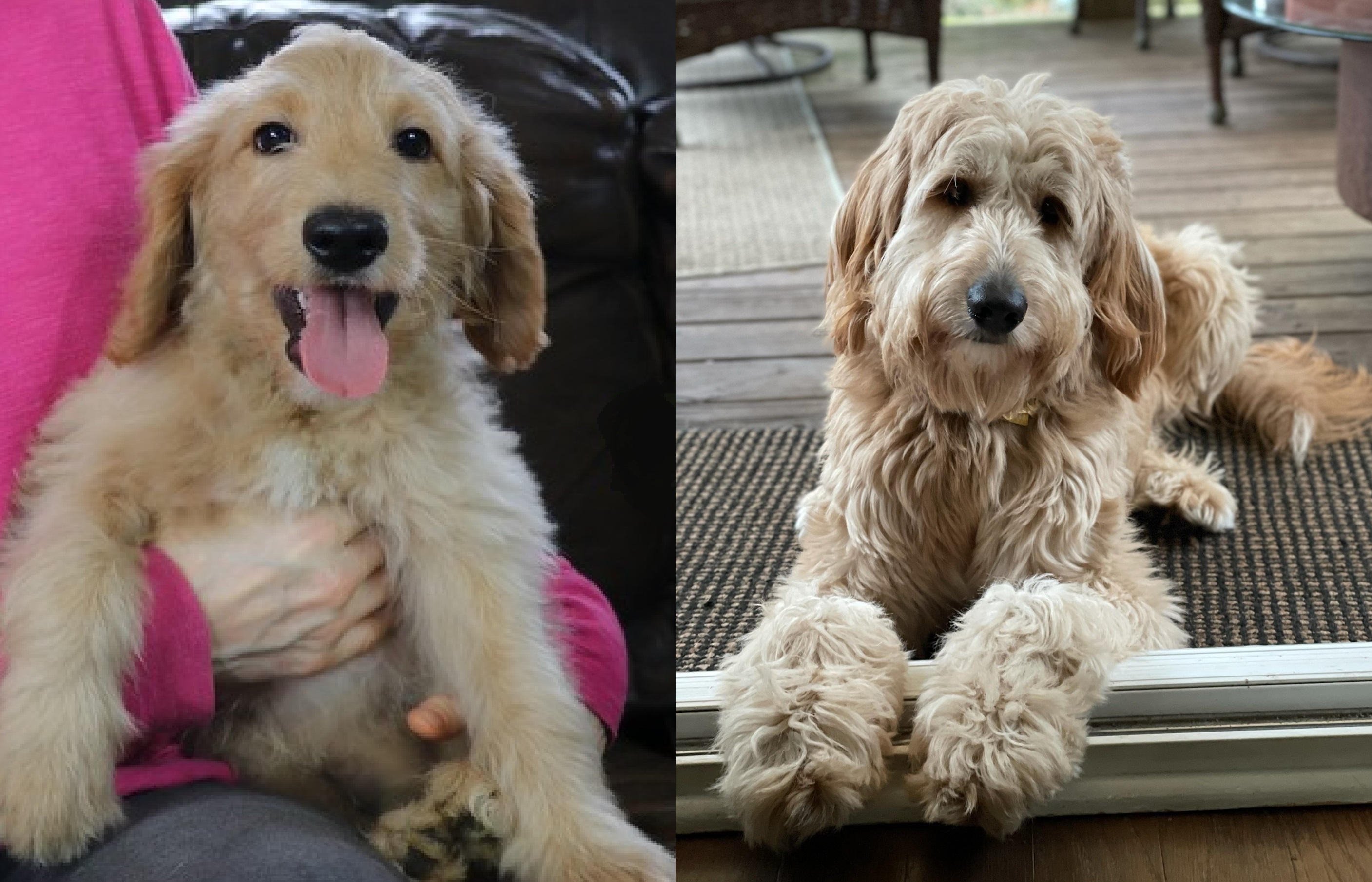 ”Goldendoodle
