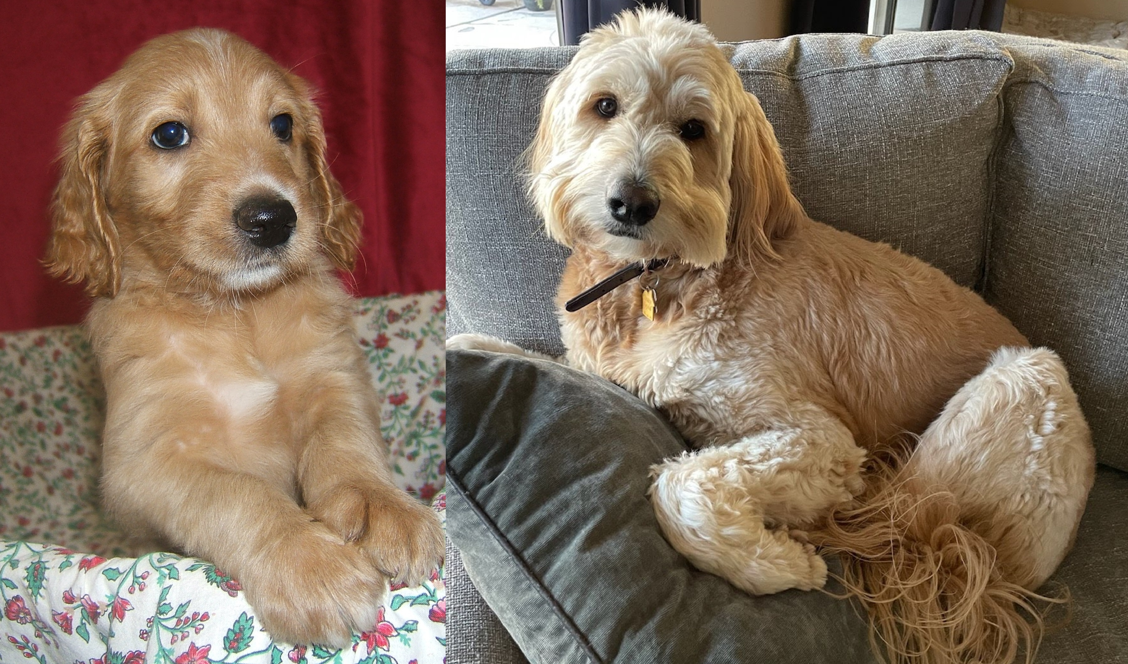 ”Goldendoodle