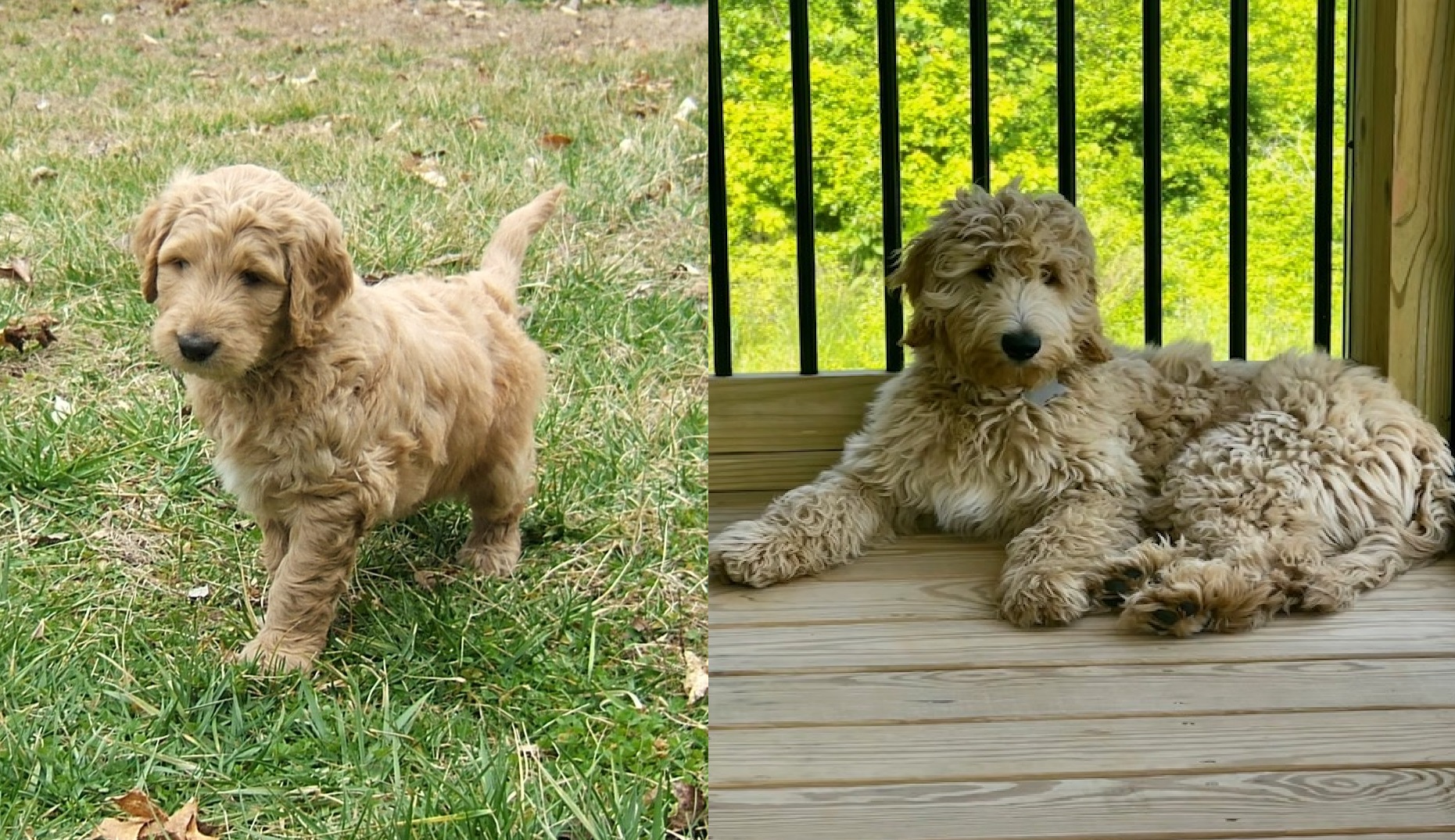”Goldendoodle