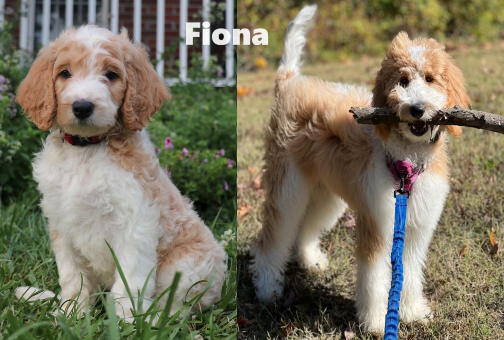 ”Goldendoodle