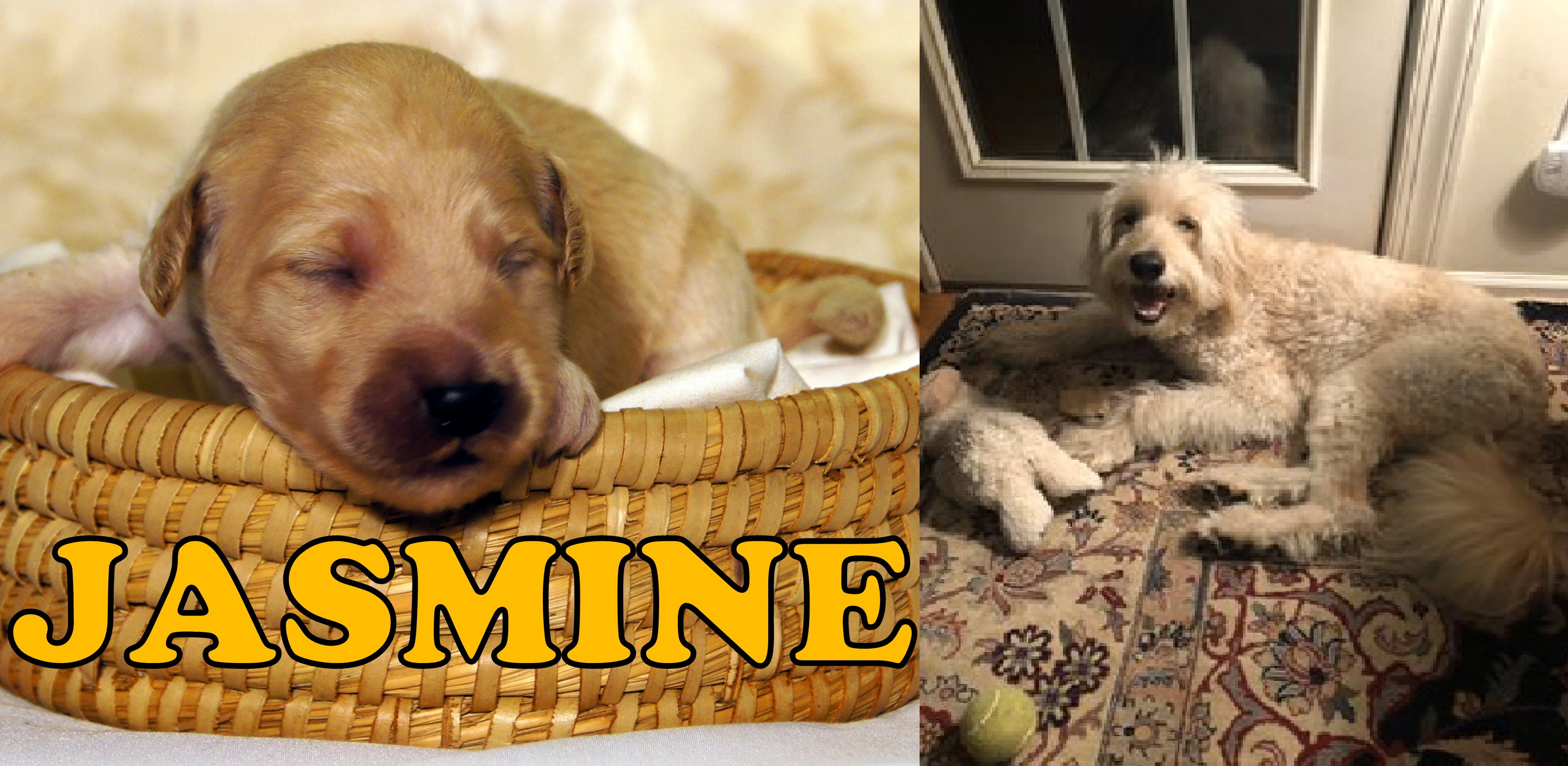 ”Goldendoodle