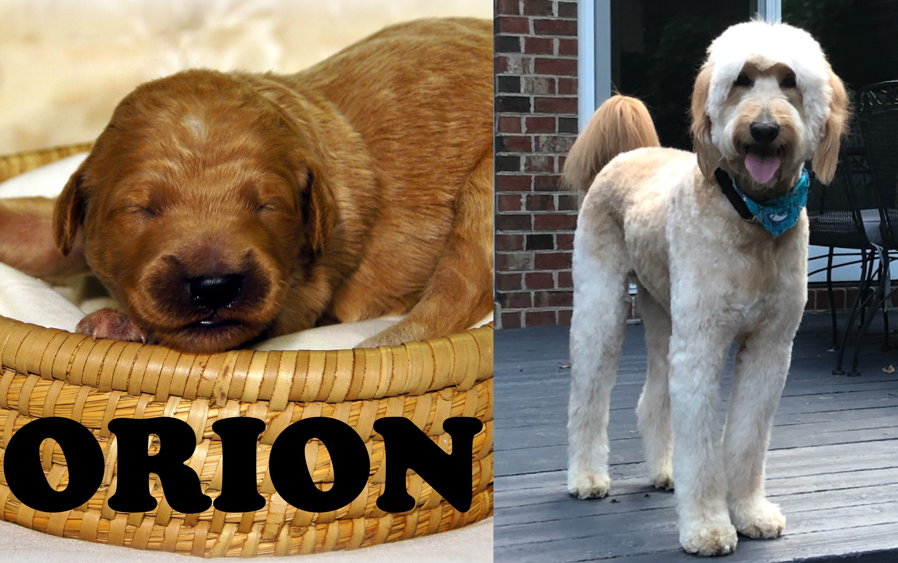 ”Goldendoodle