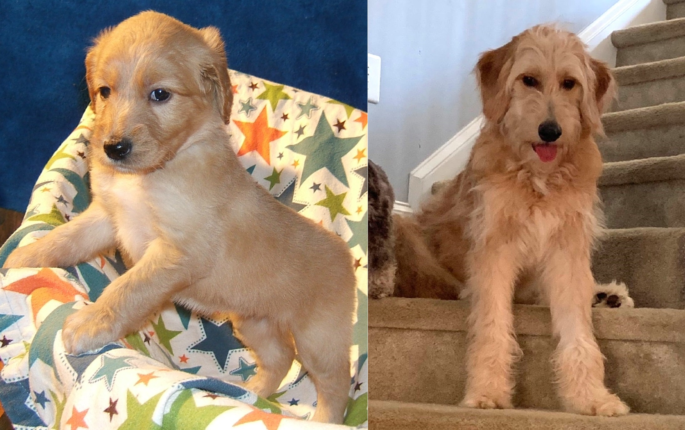 ”Goldendoodle