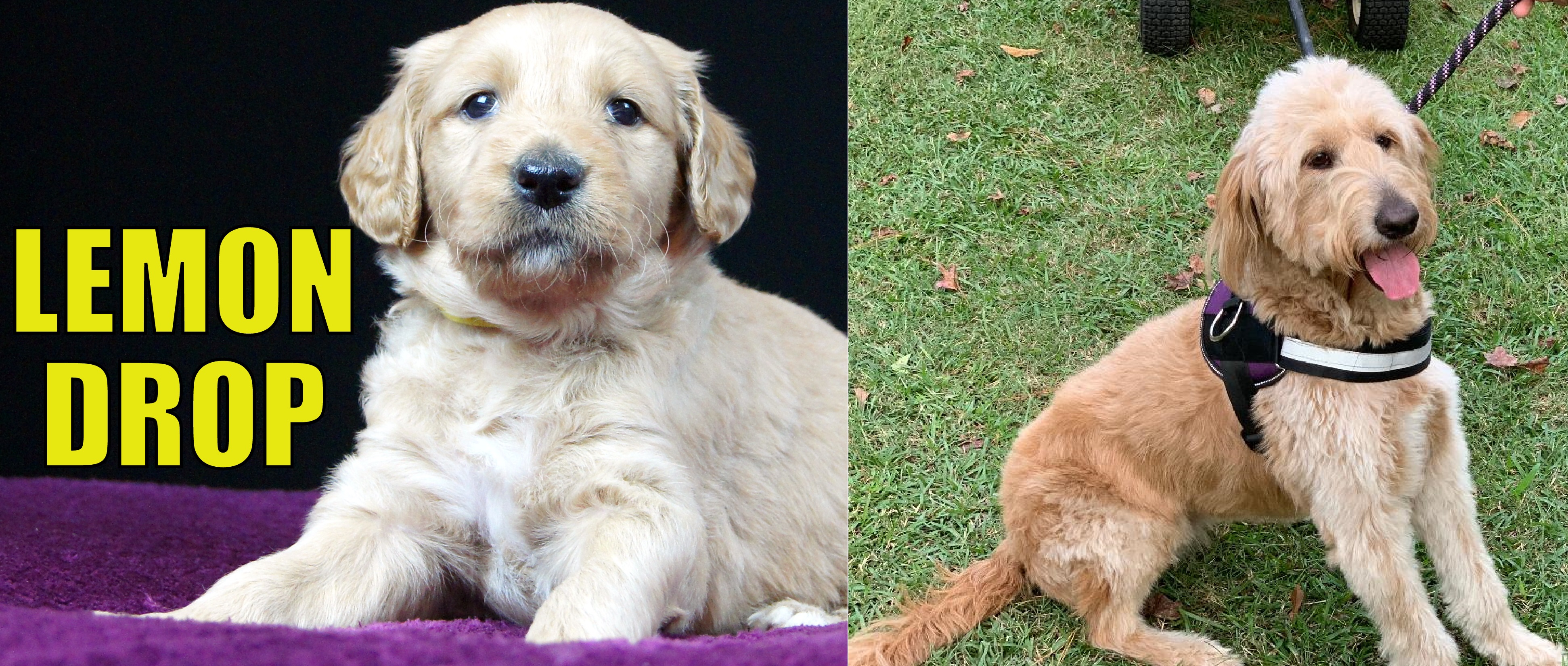 ”Goldendoodle