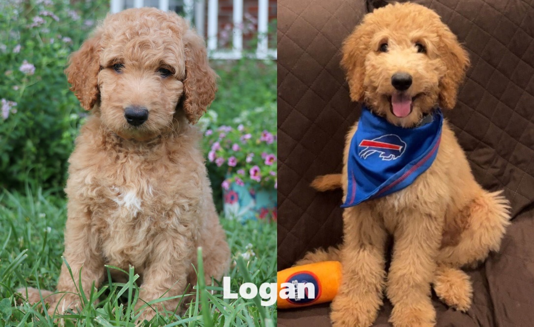 ”Goldendoodle