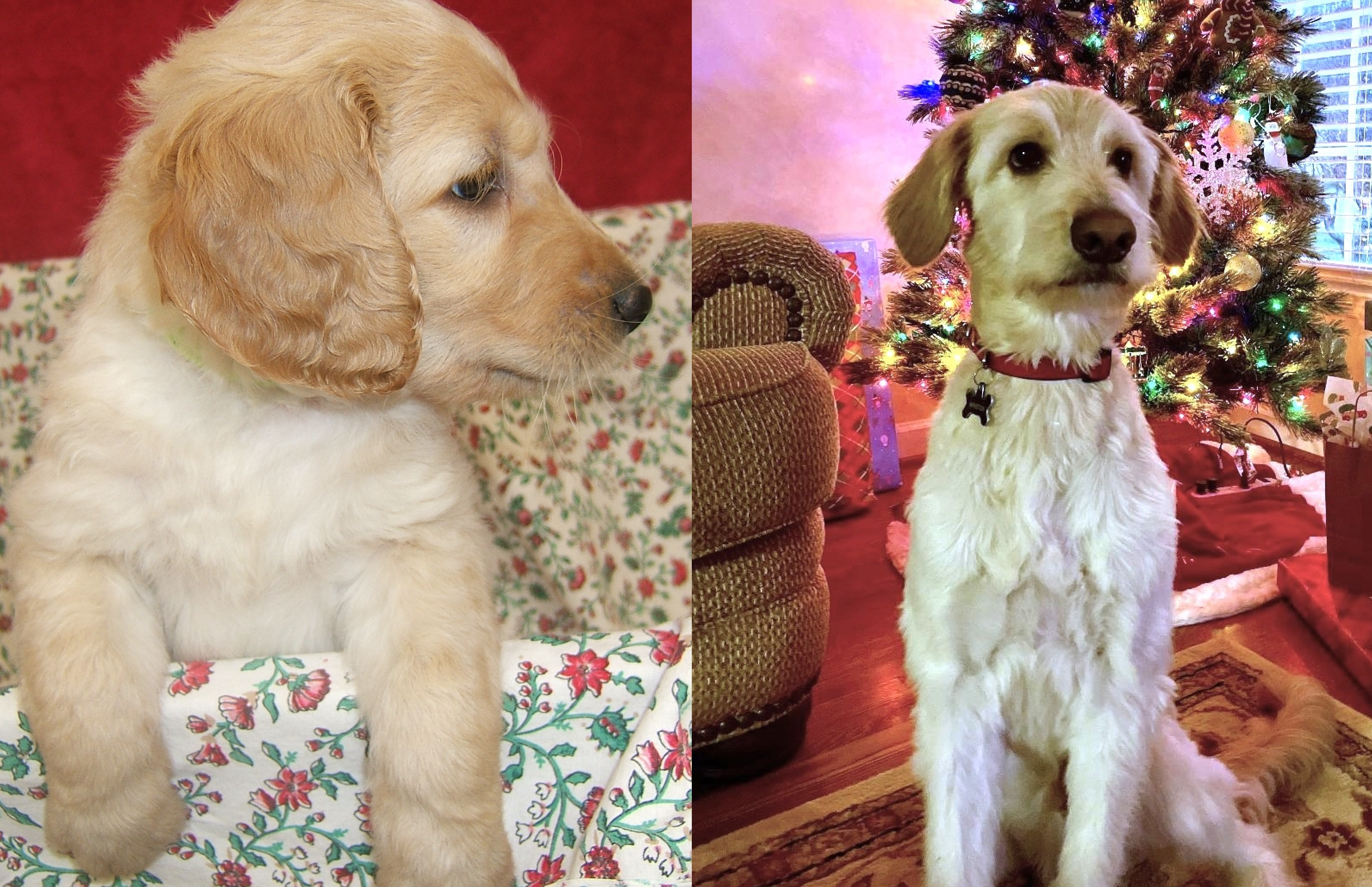”Goldendoodle