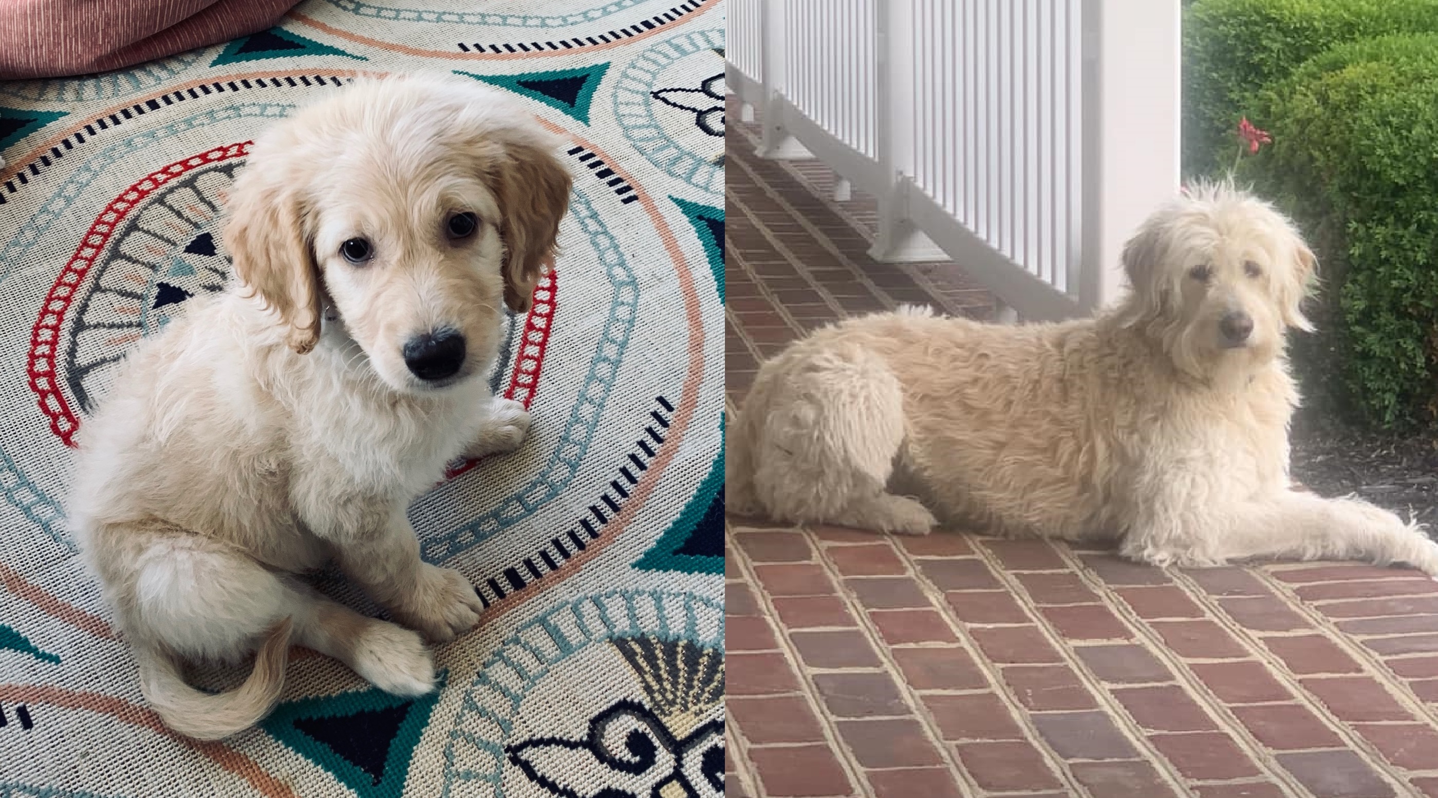 ”Goldendoodle