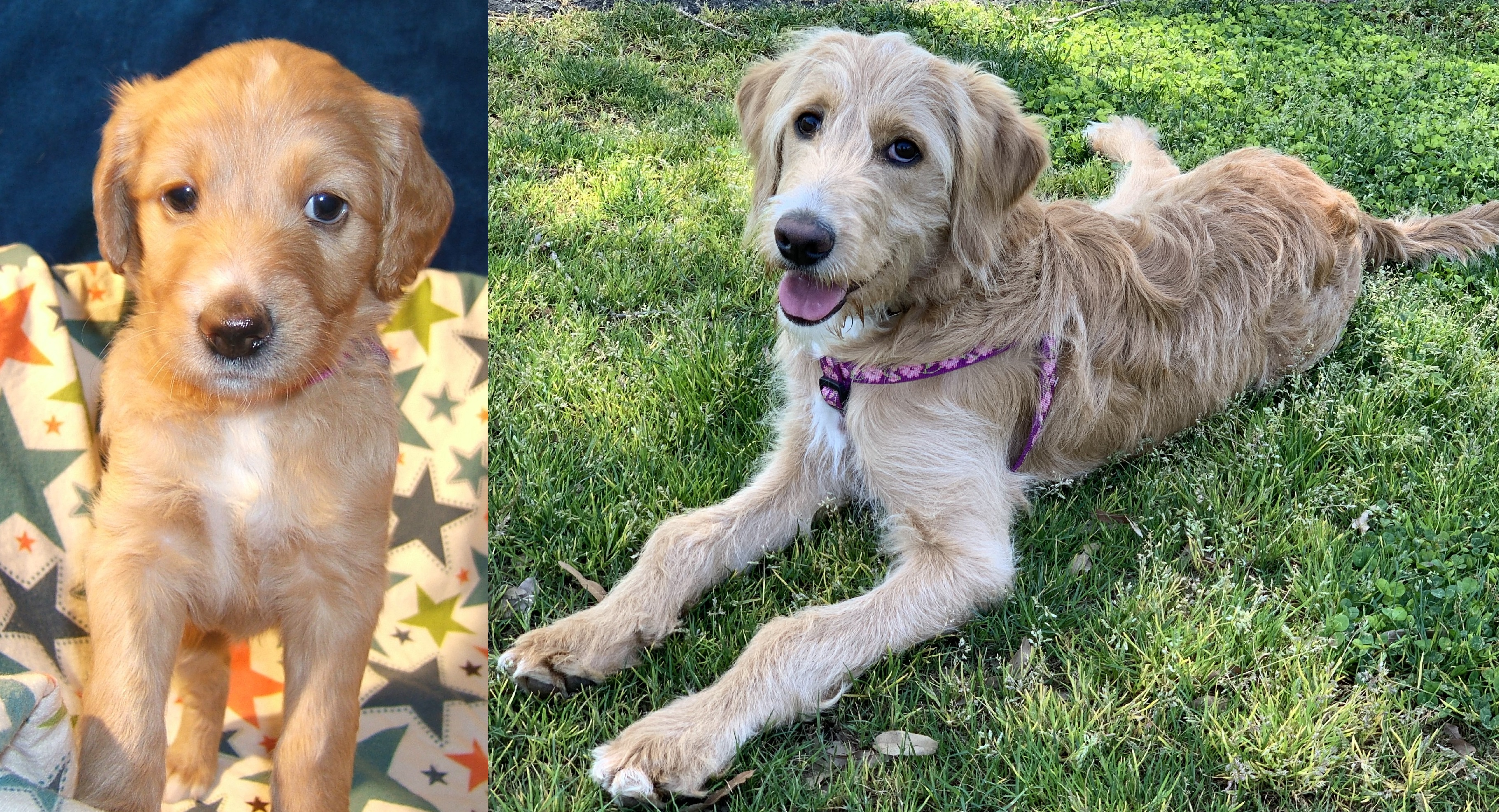 ”Goldendoodle