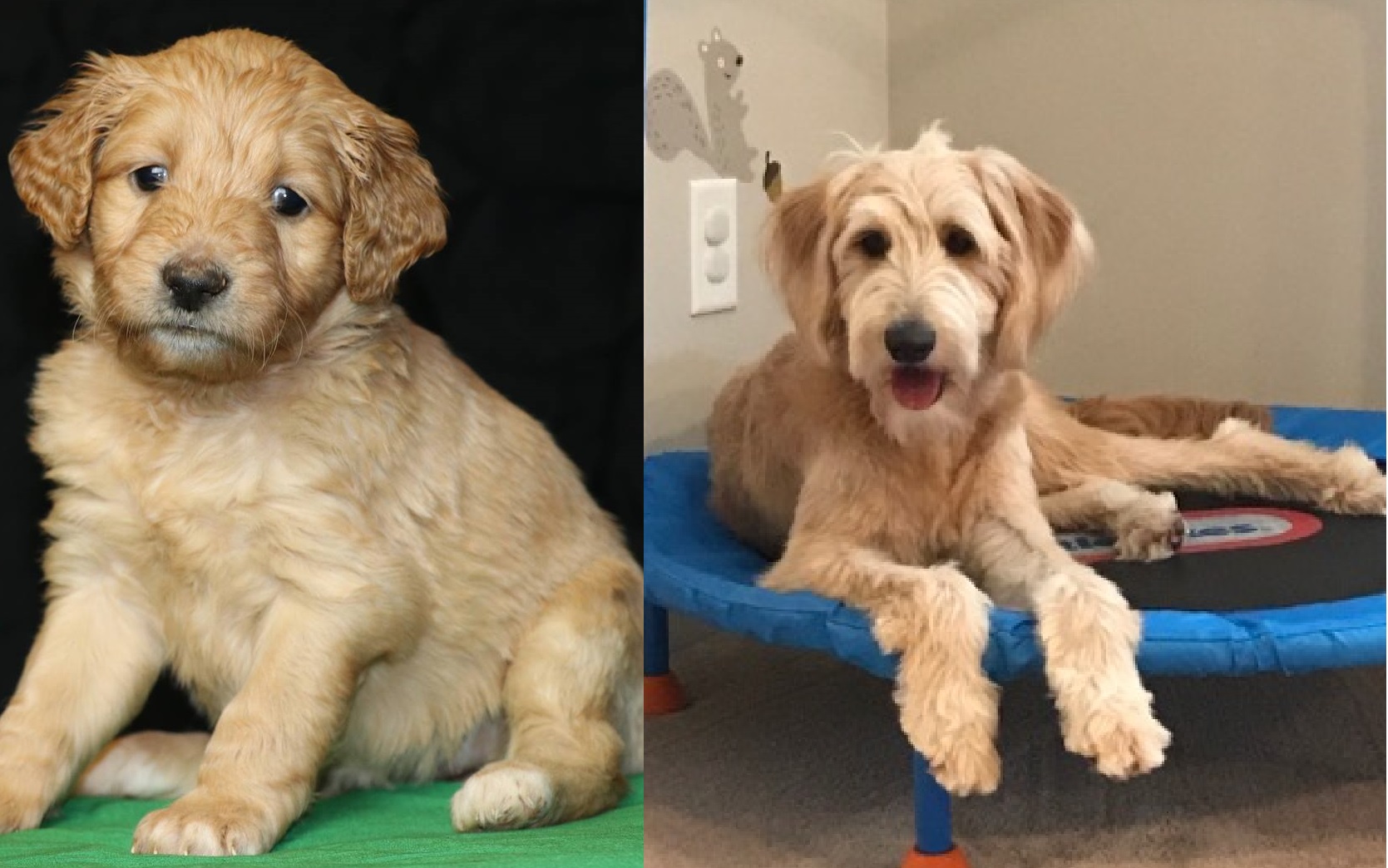 ”Goldendoodle