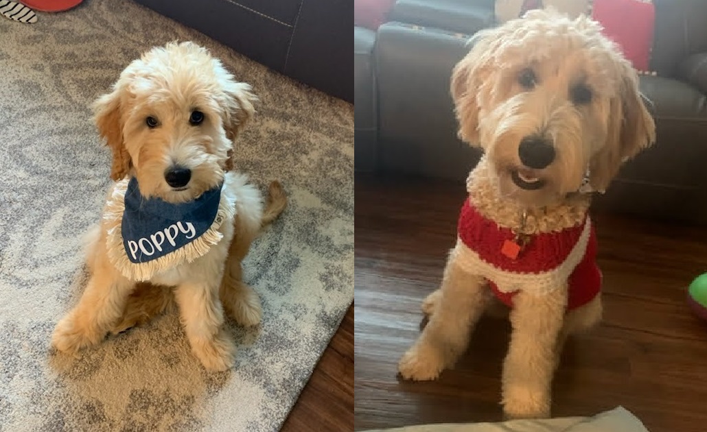”Goldendoodle