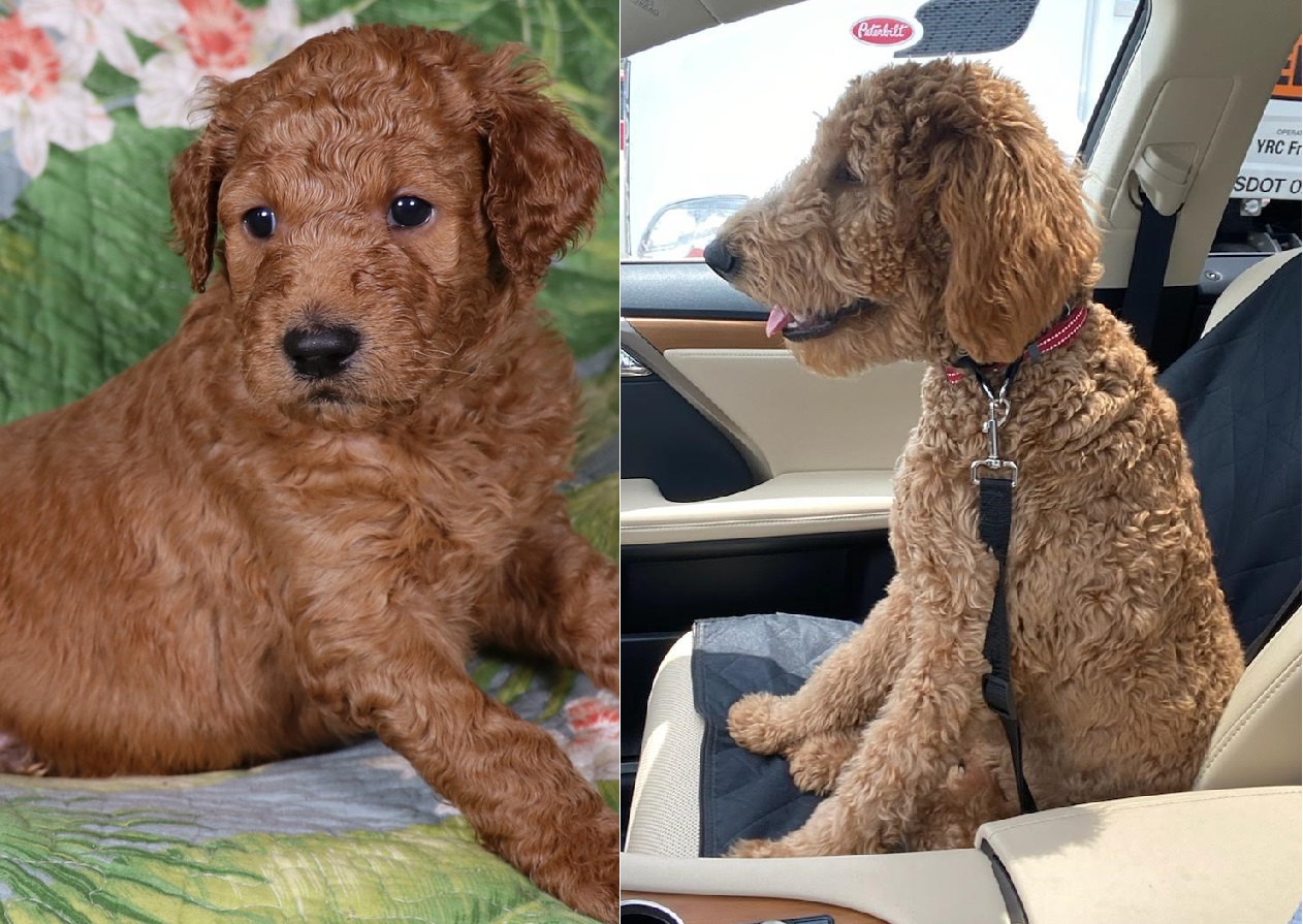”Goldendoodle