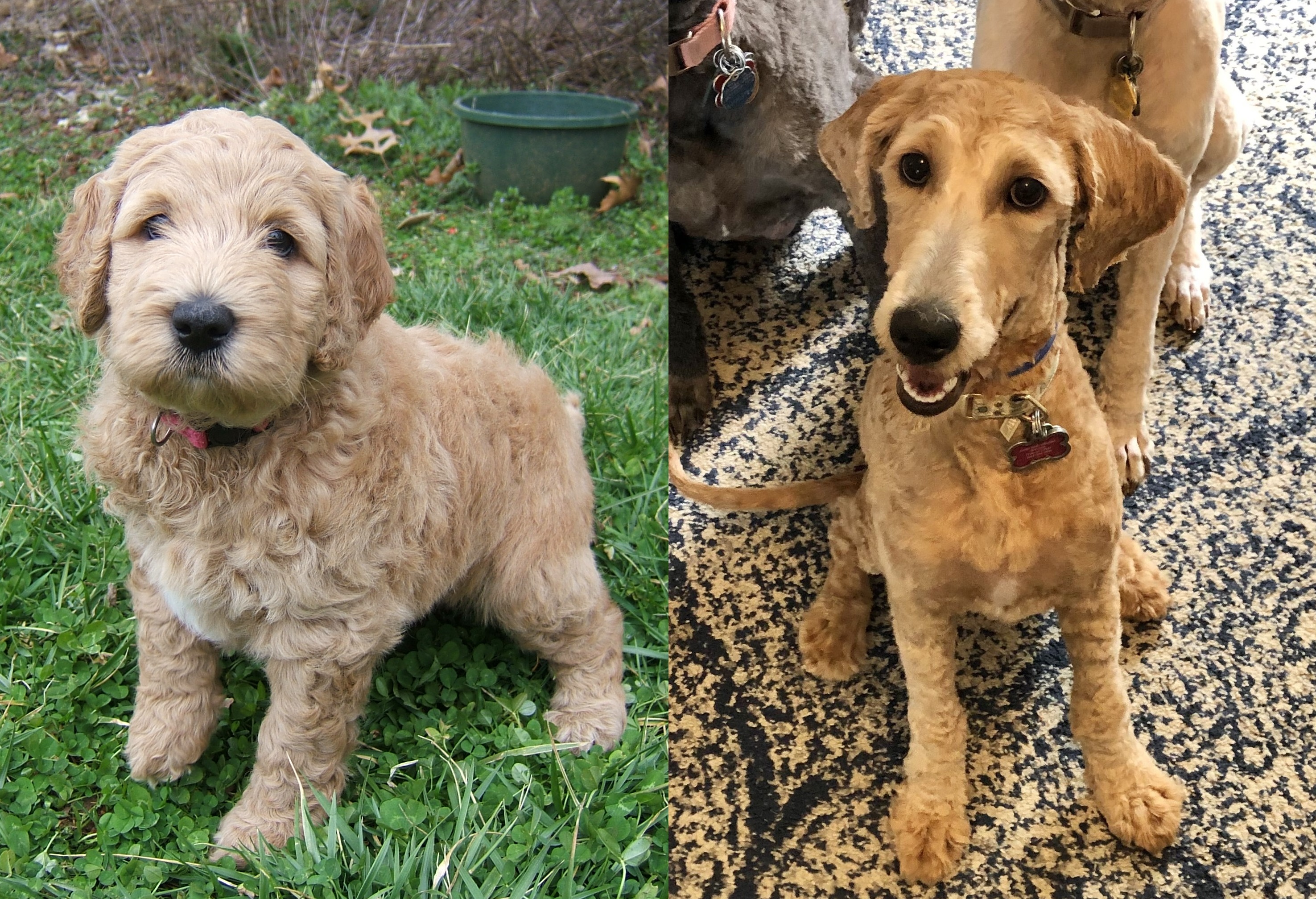 ”Goldendoodle