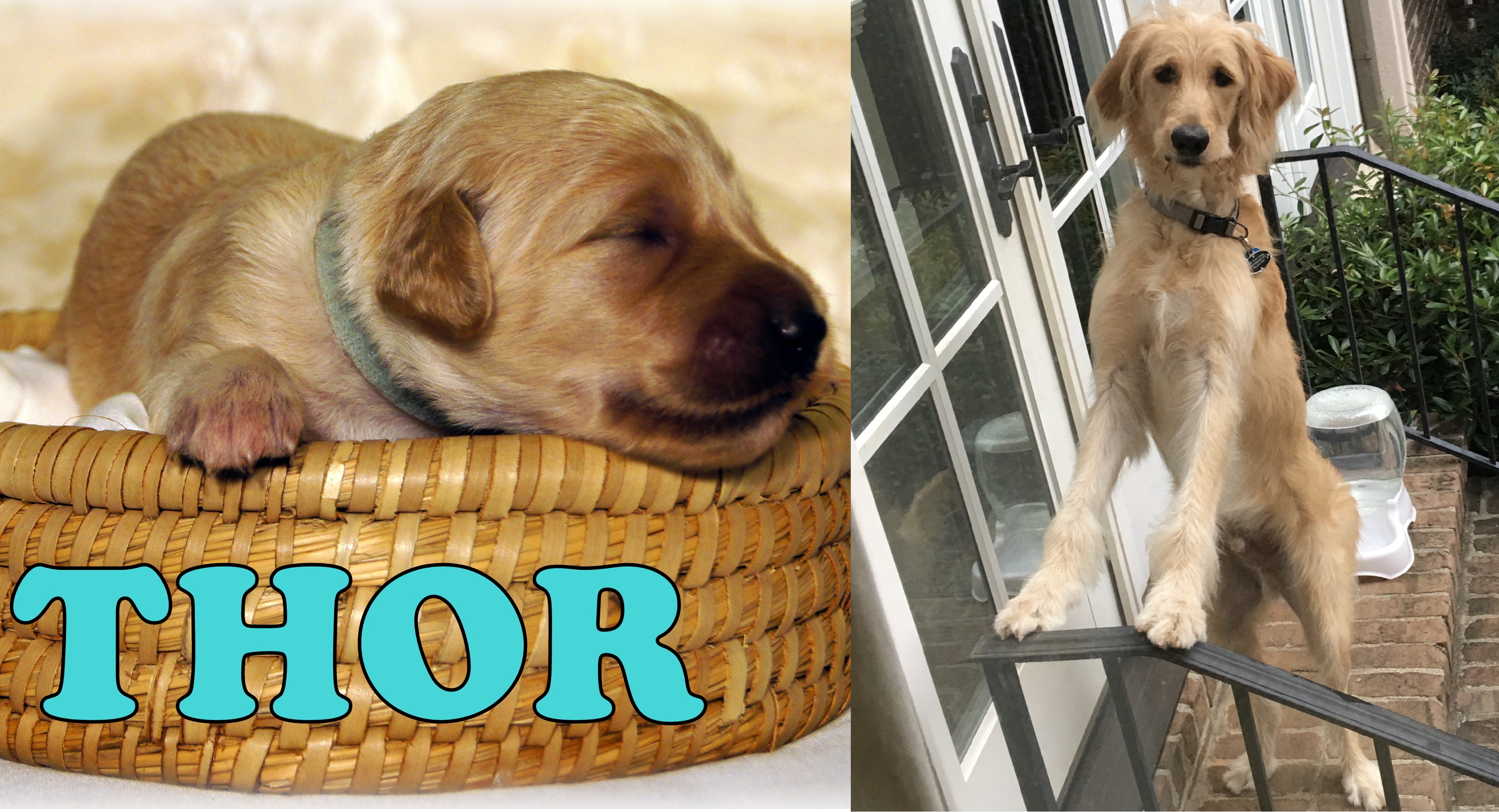 ”Goldendoodle
