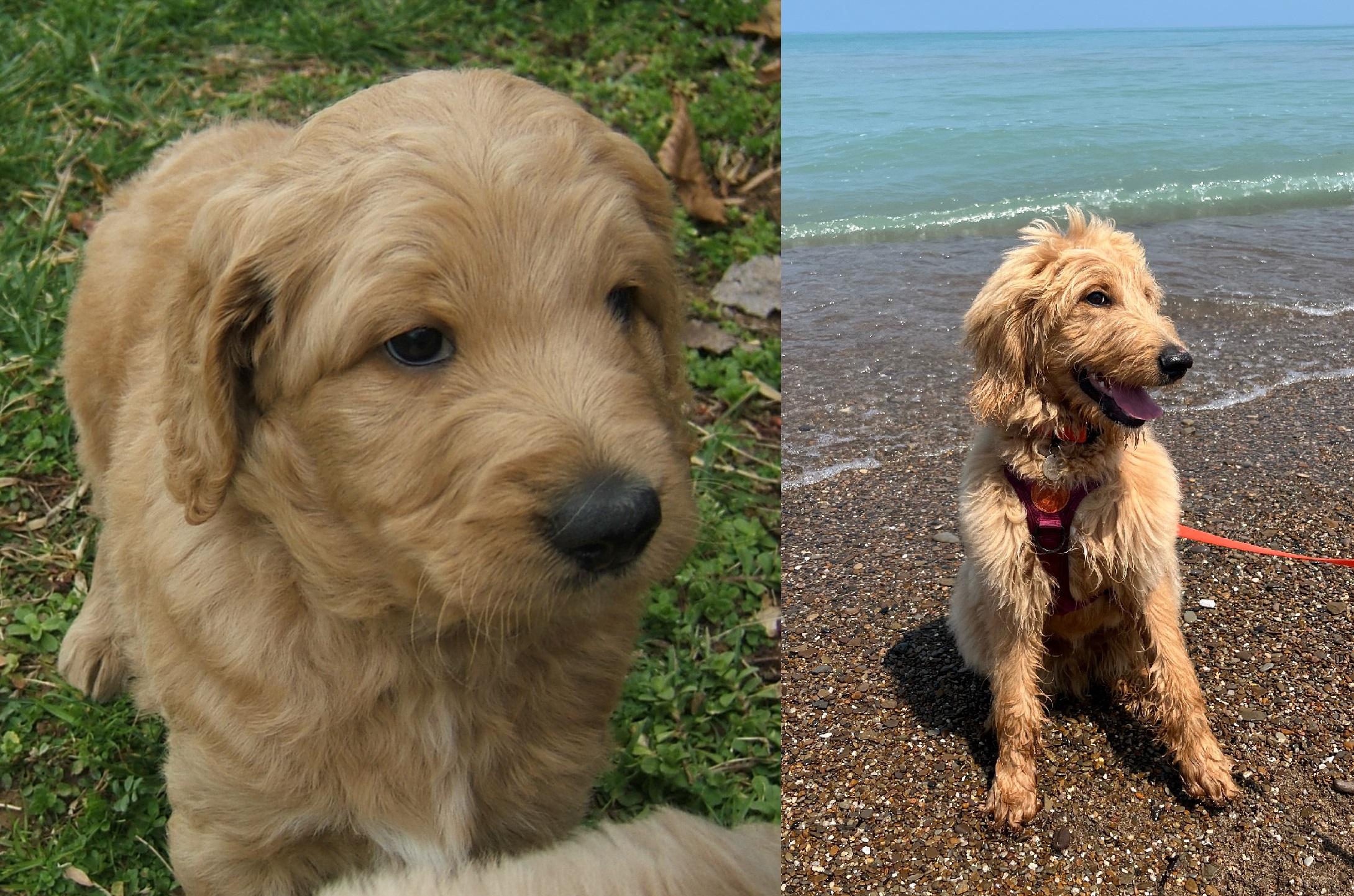 ”Goldendoodle