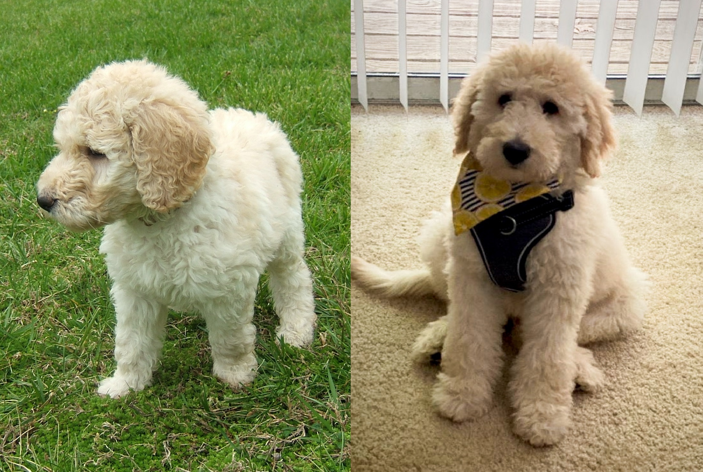 ”Goldendoodle