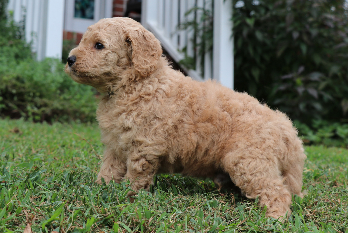 ”Goldendoodle