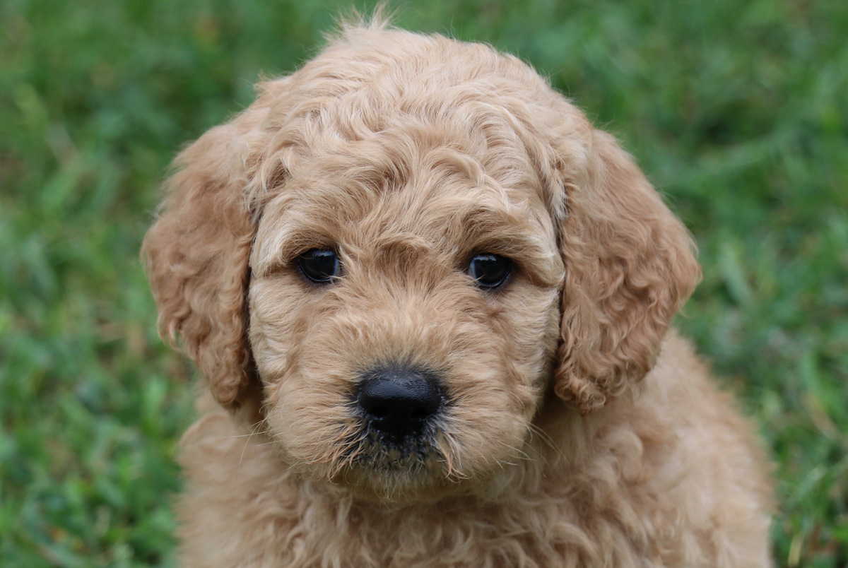 ”Goldendoodle