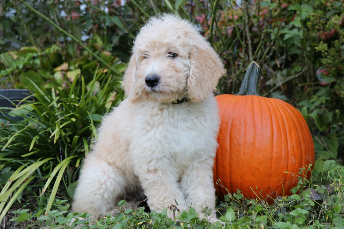 ”Goldendoodle