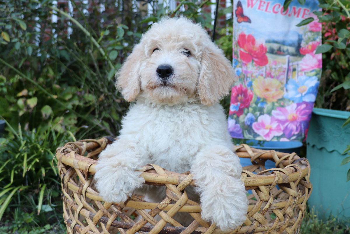 ”Goldendoodle