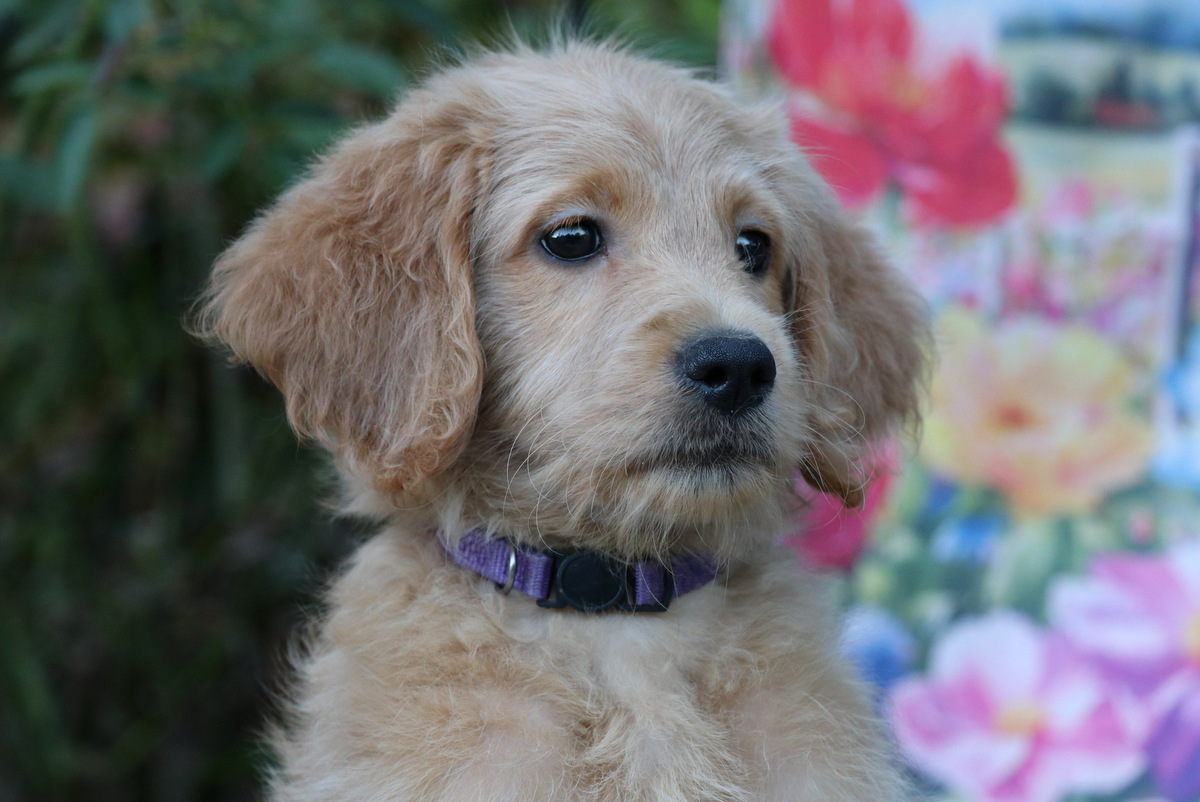 ”Goldendoodle