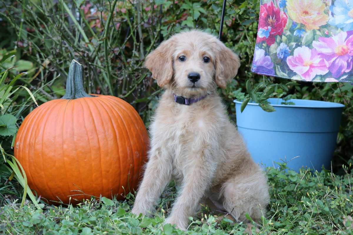 ”Goldendoodle