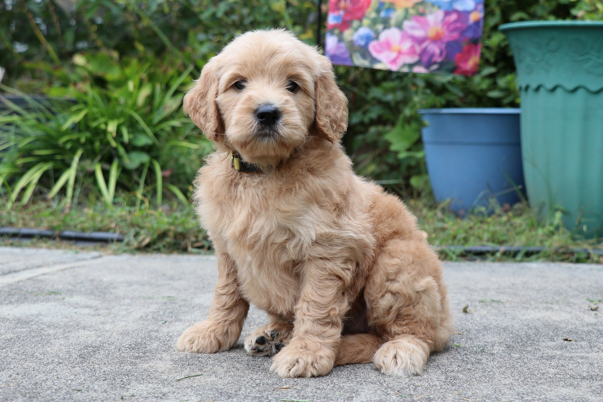 ”Goldendoodle