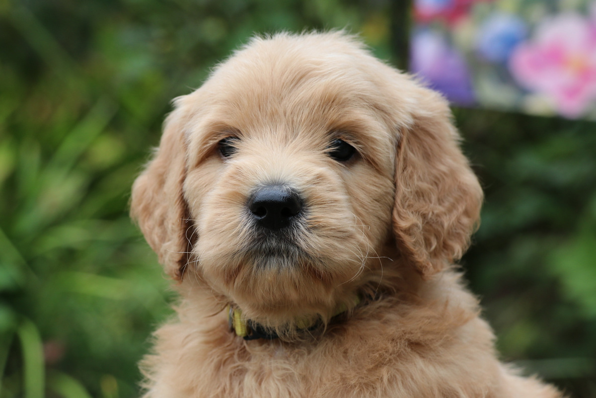 ”Goldendoodle