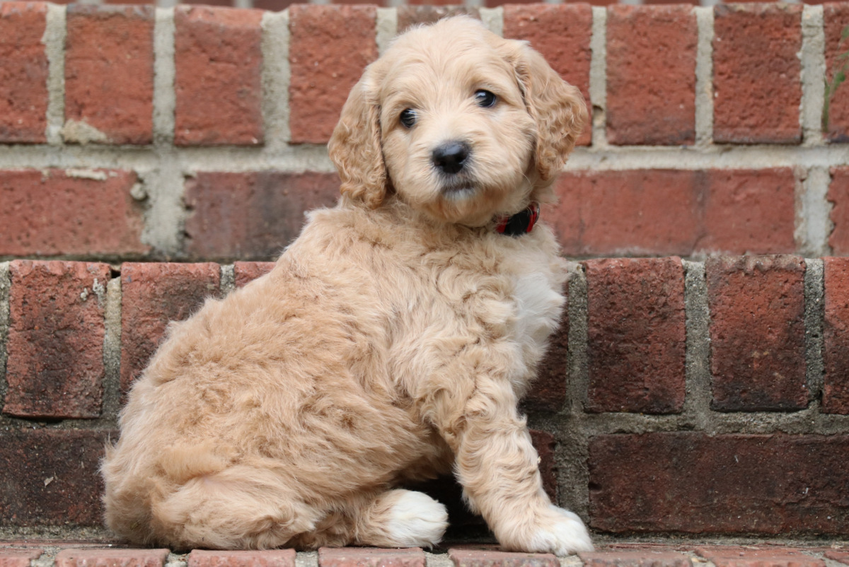 ”Goldendoodle