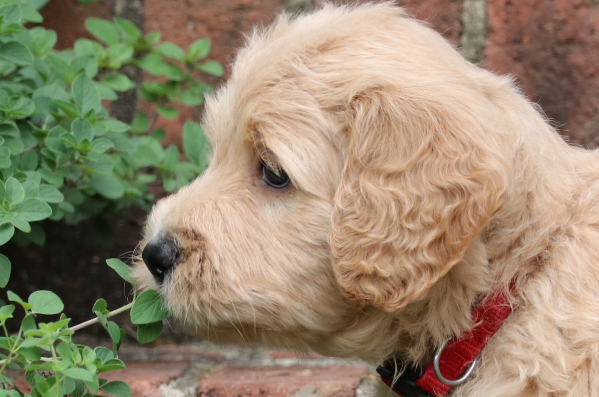 ”Goldendoodle