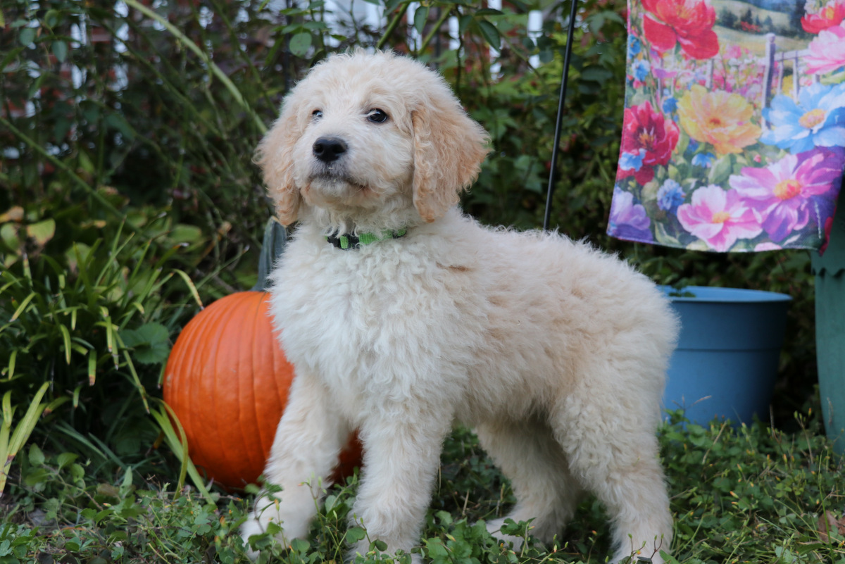 ”Goldendoodle