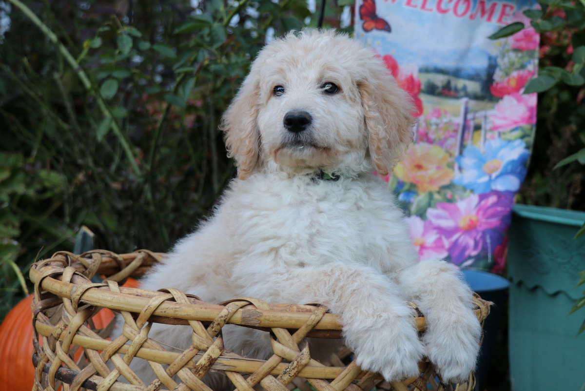 ”Goldendoodle