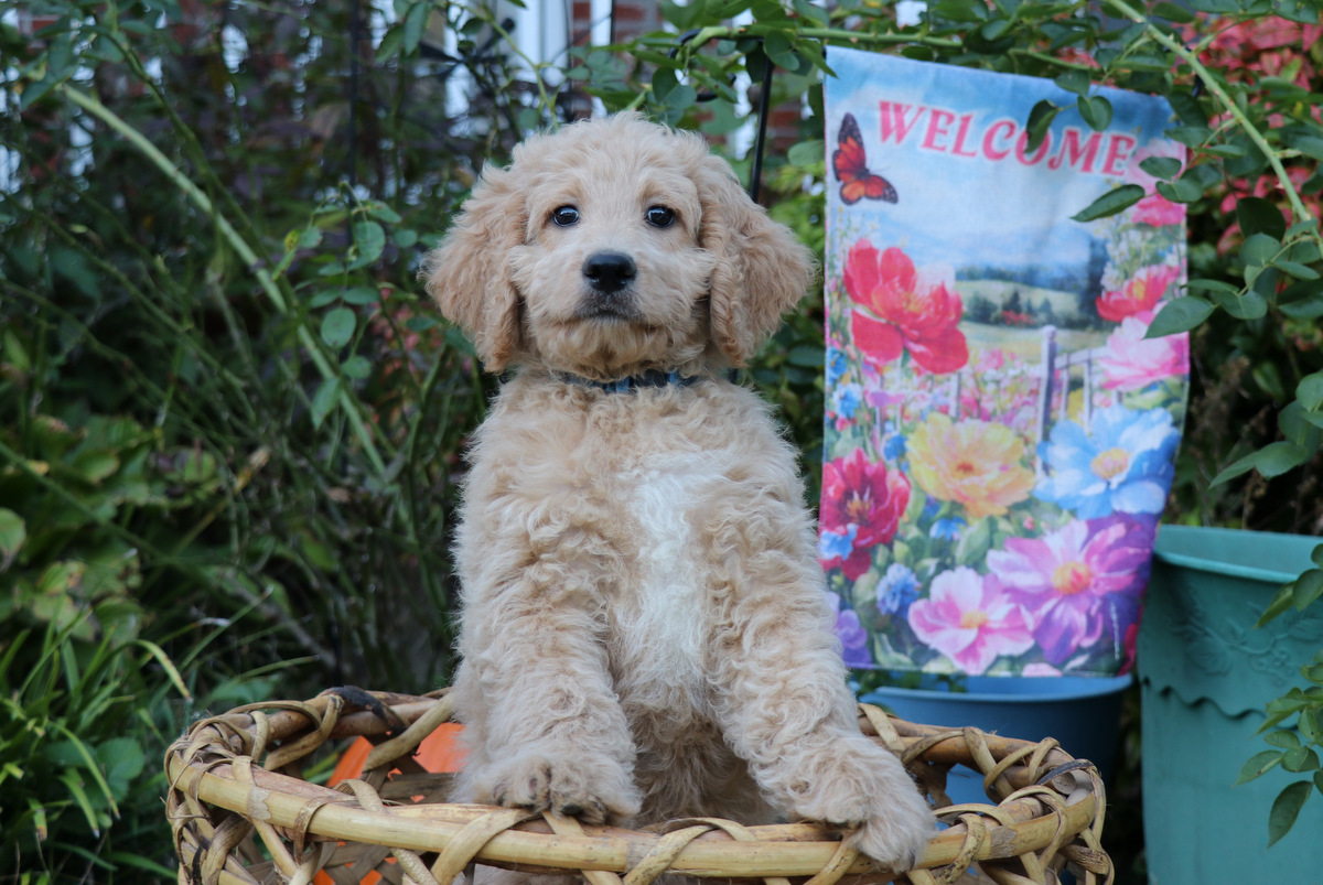 ”Goldendoodle