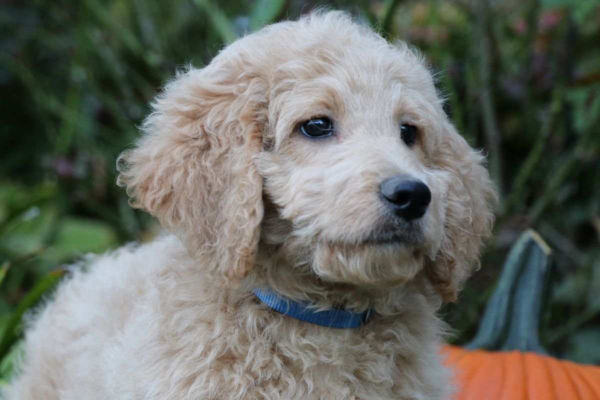 ”Goldendoodle