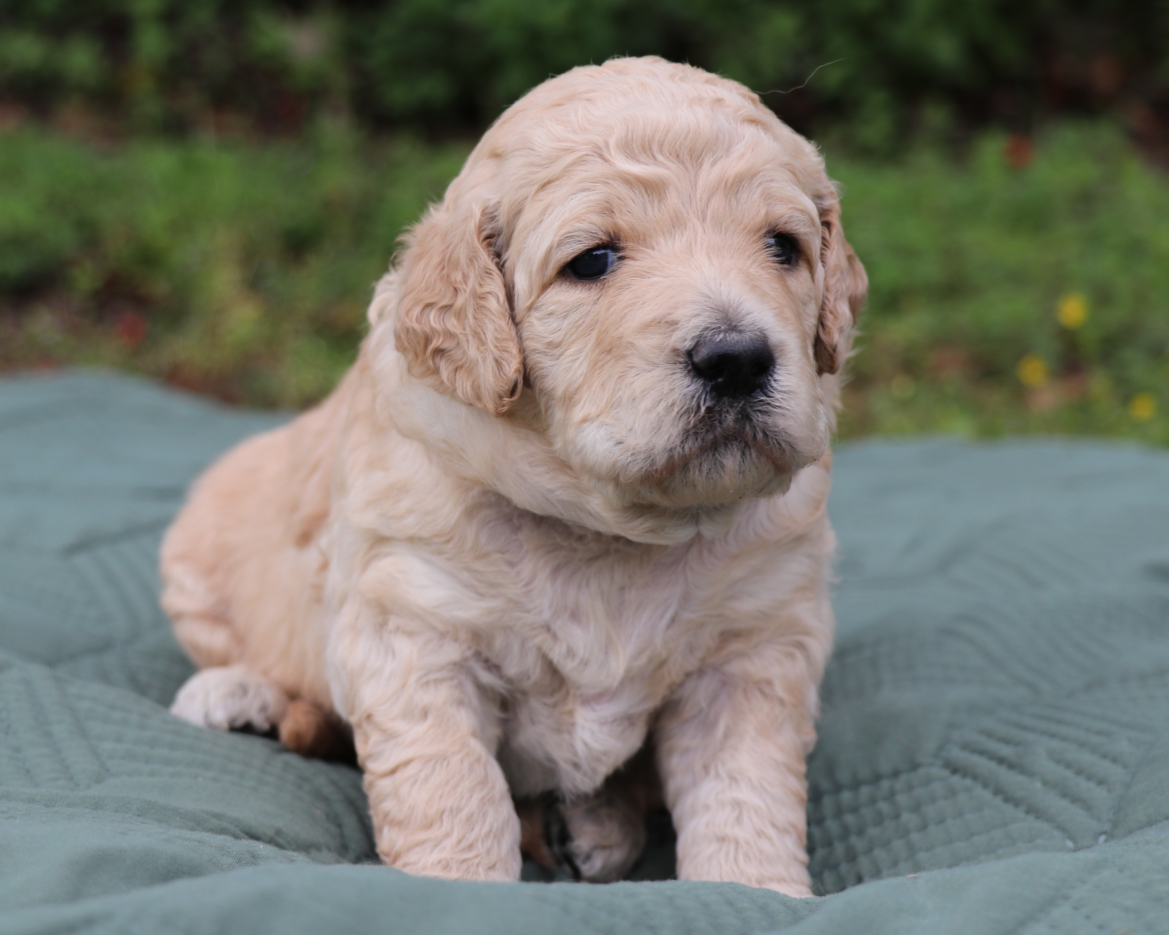 ”Goldendoodle
