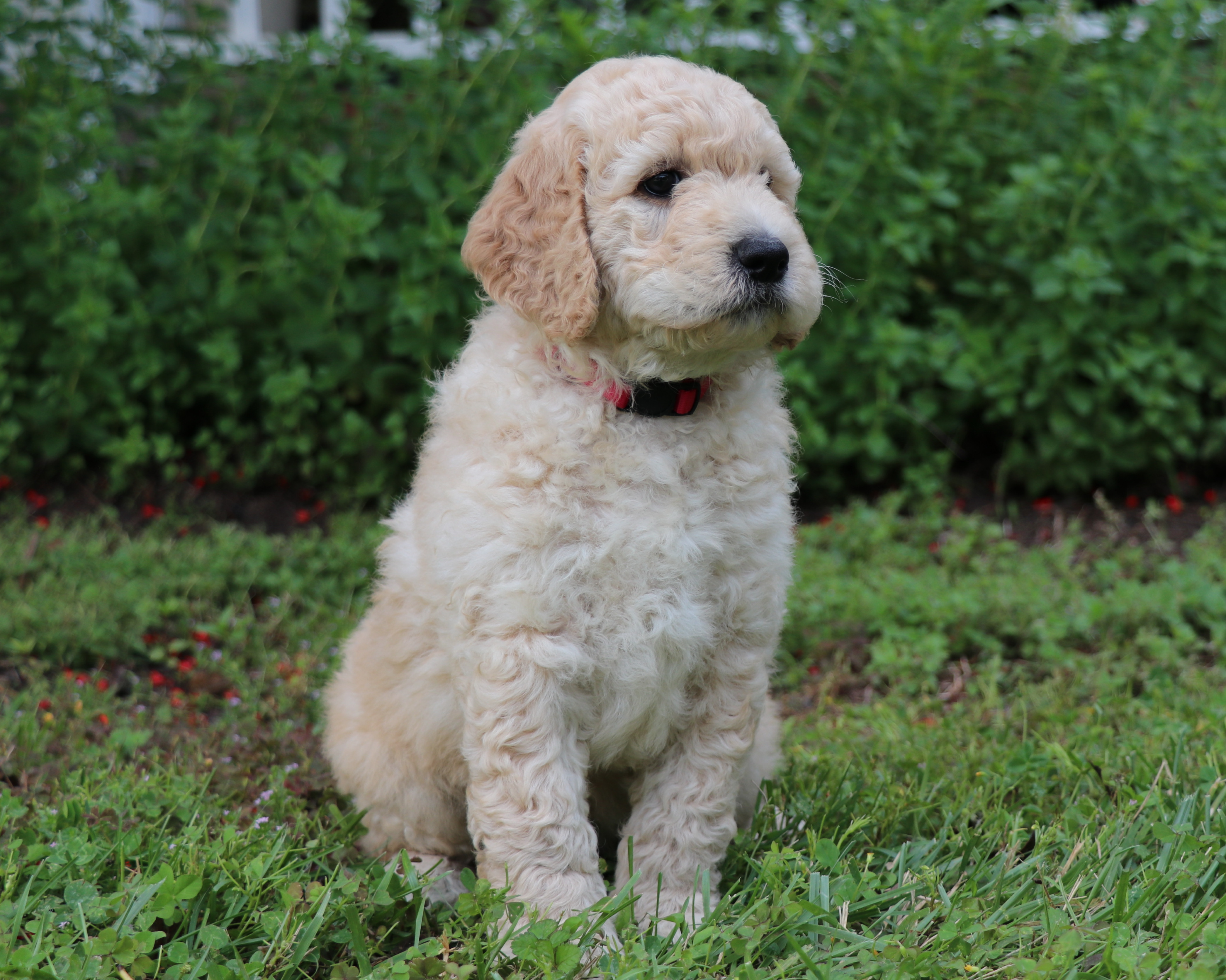 ”Goldendoodle