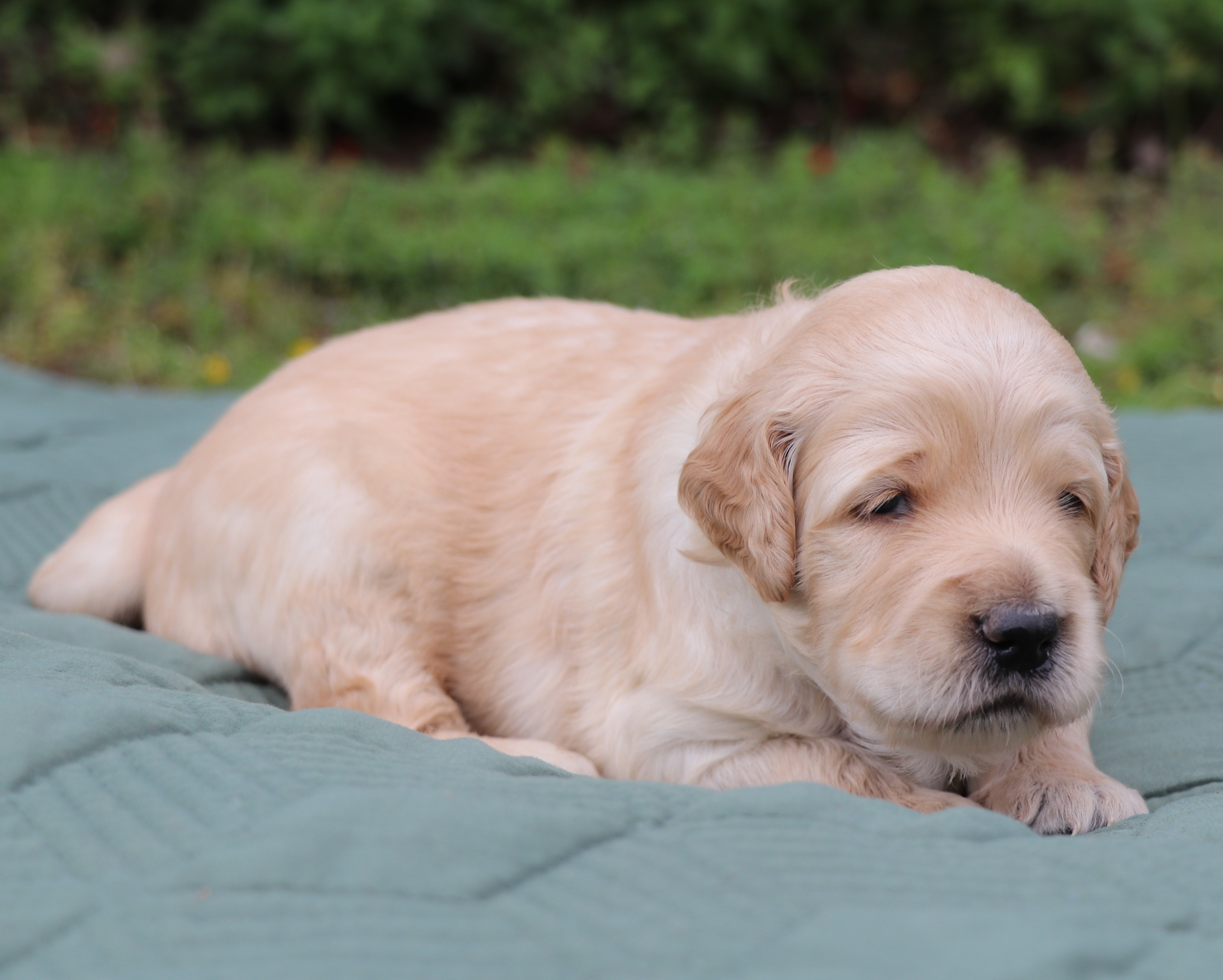 ”Goldendoodle