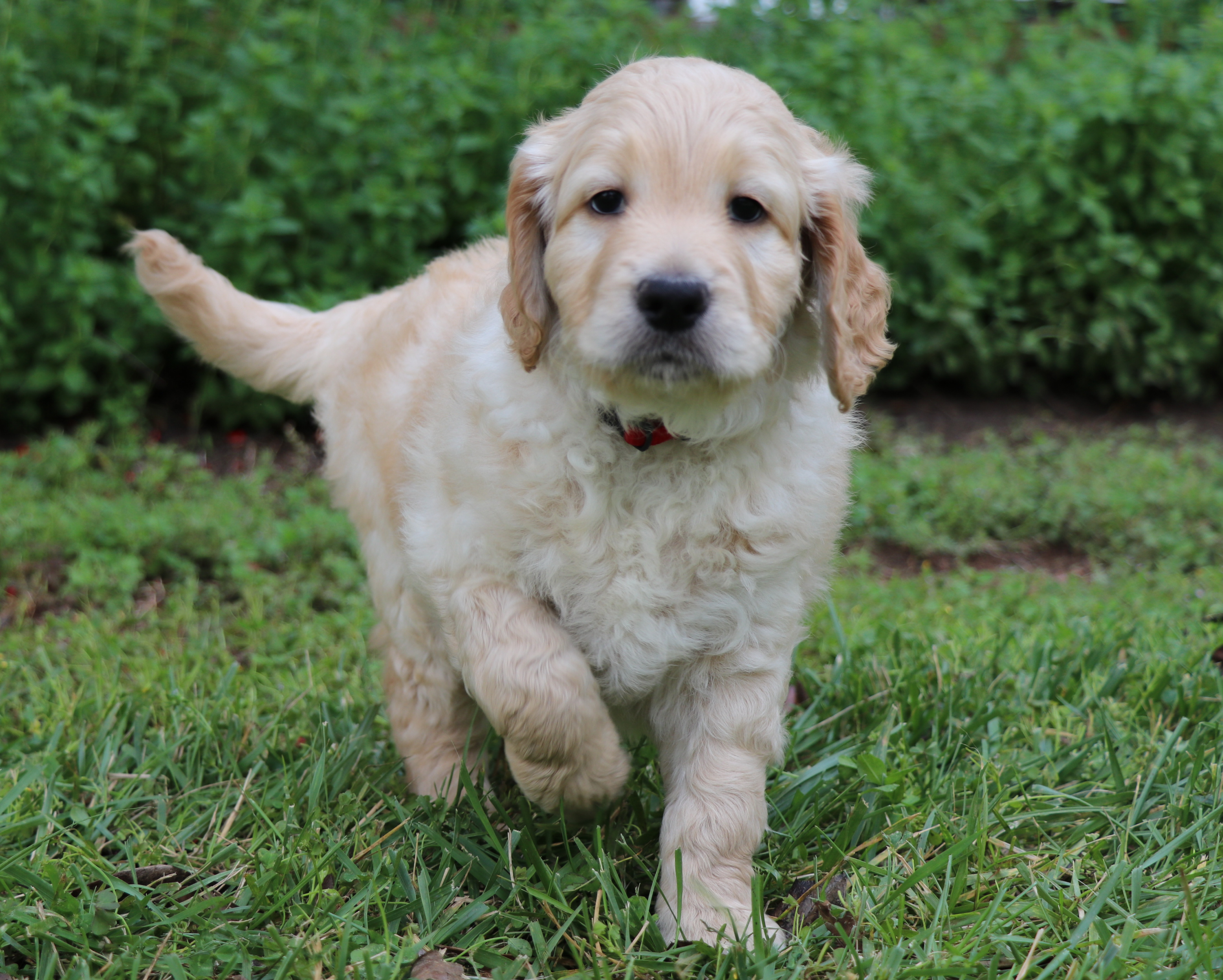 ”Goldendoodle