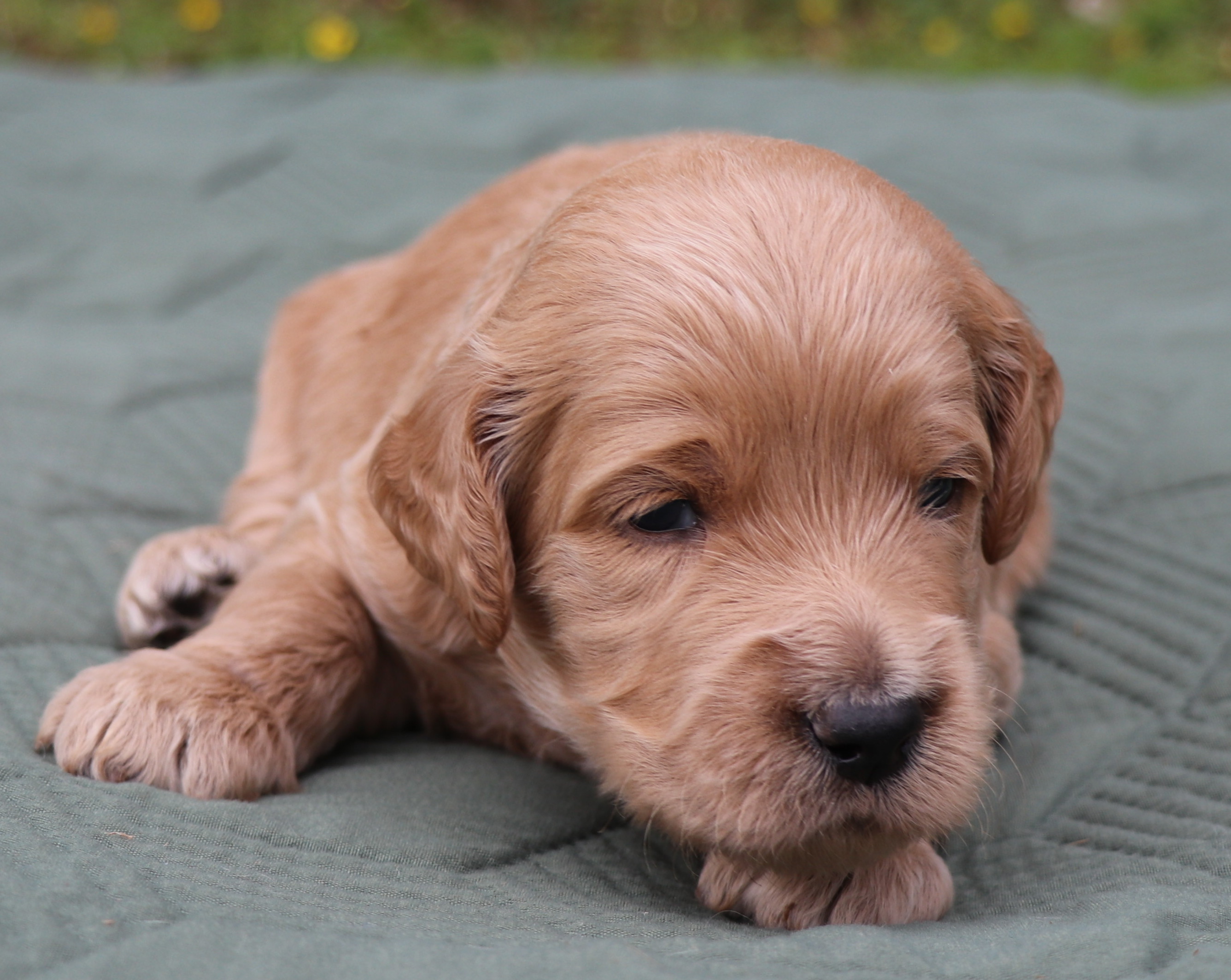 ”Goldendoodle