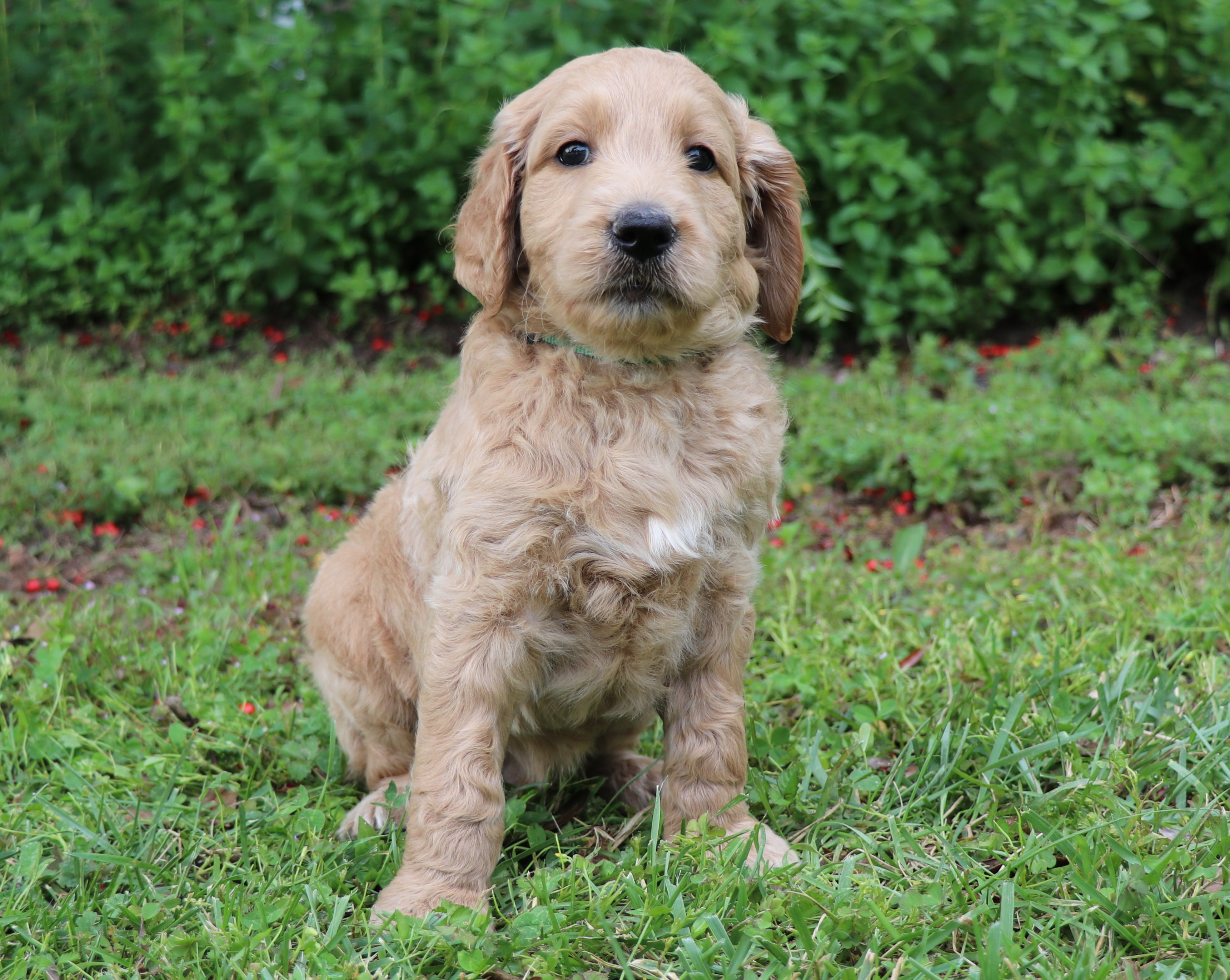 ”Goldendoodle