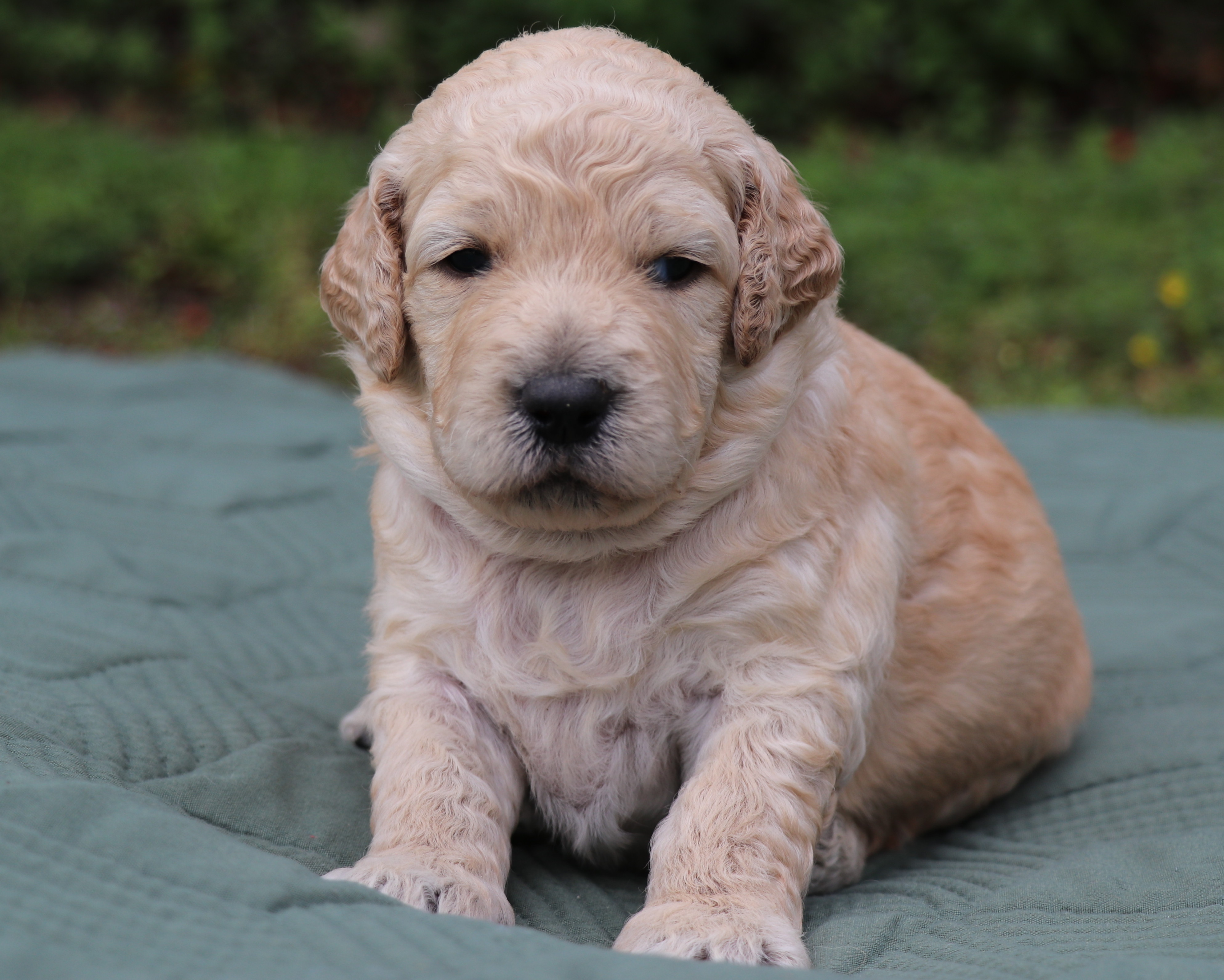 ”Goldendoodle