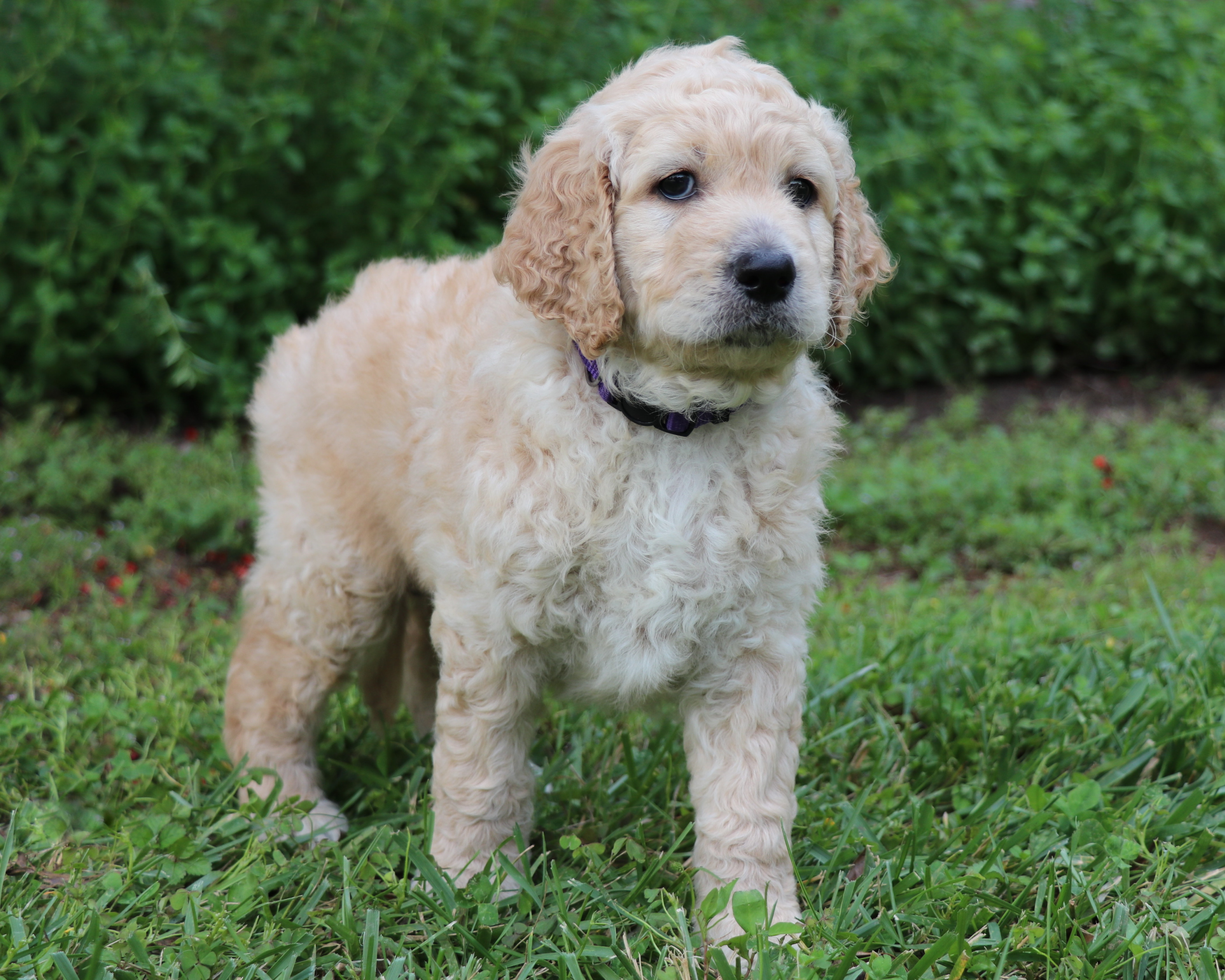 ”Goldendoodle