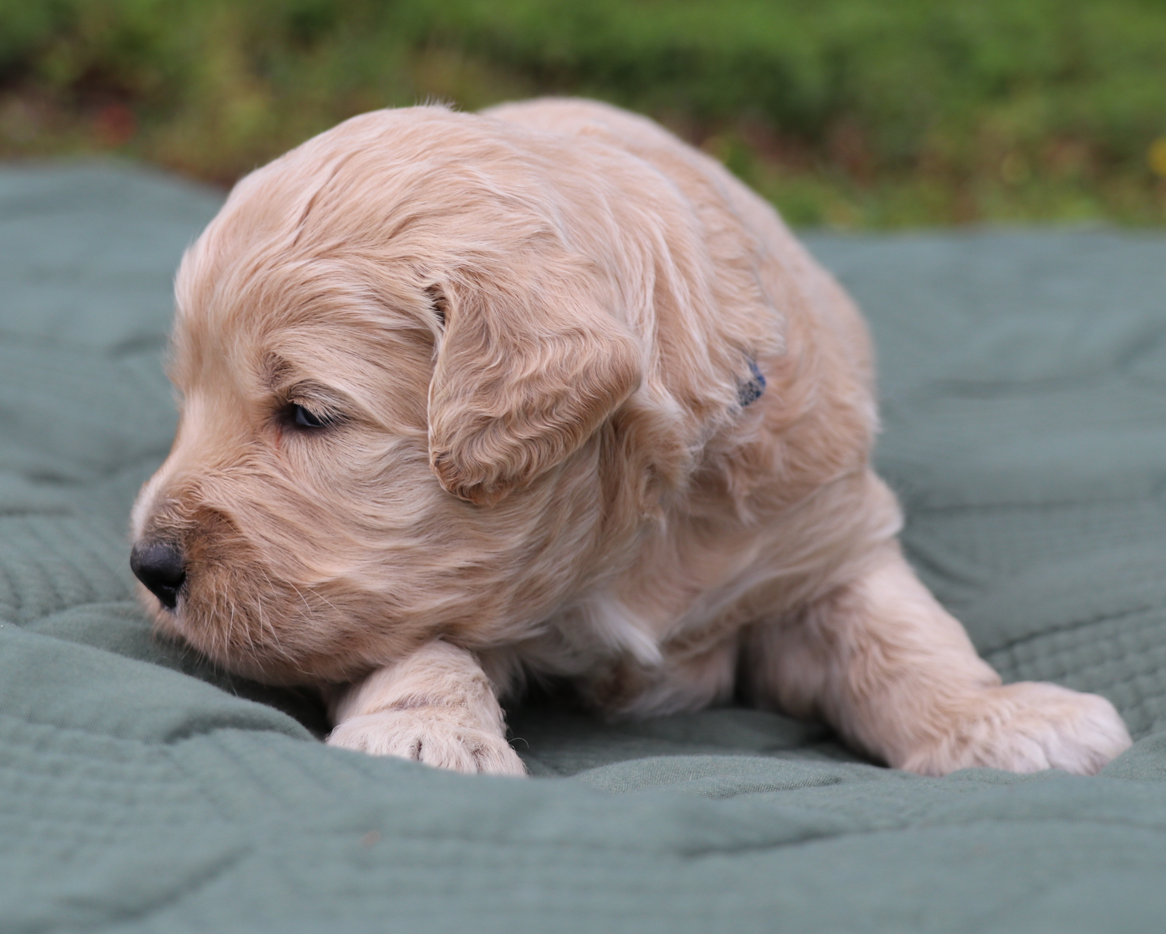 ”Goldendoodle