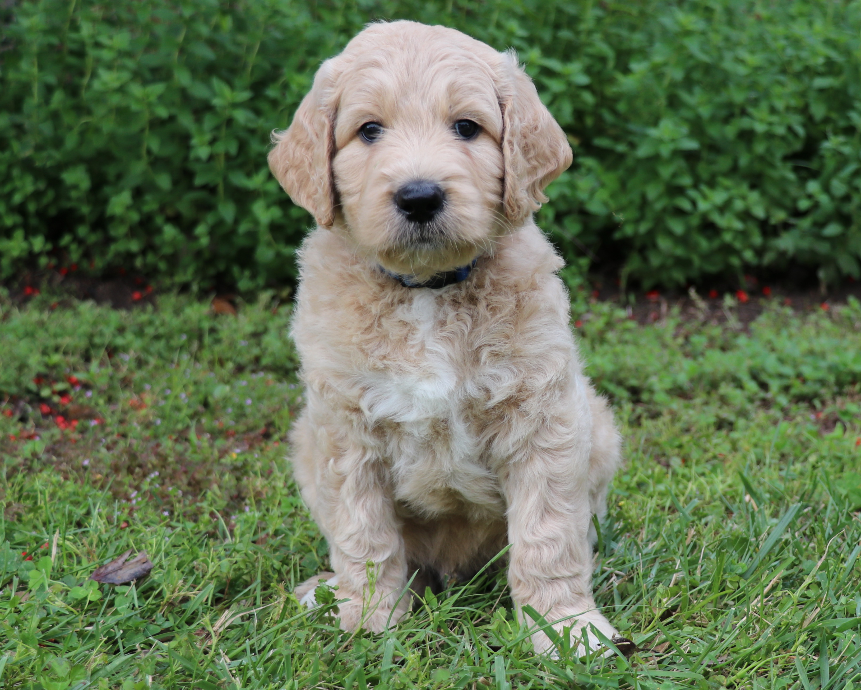 ”Goldendoodle