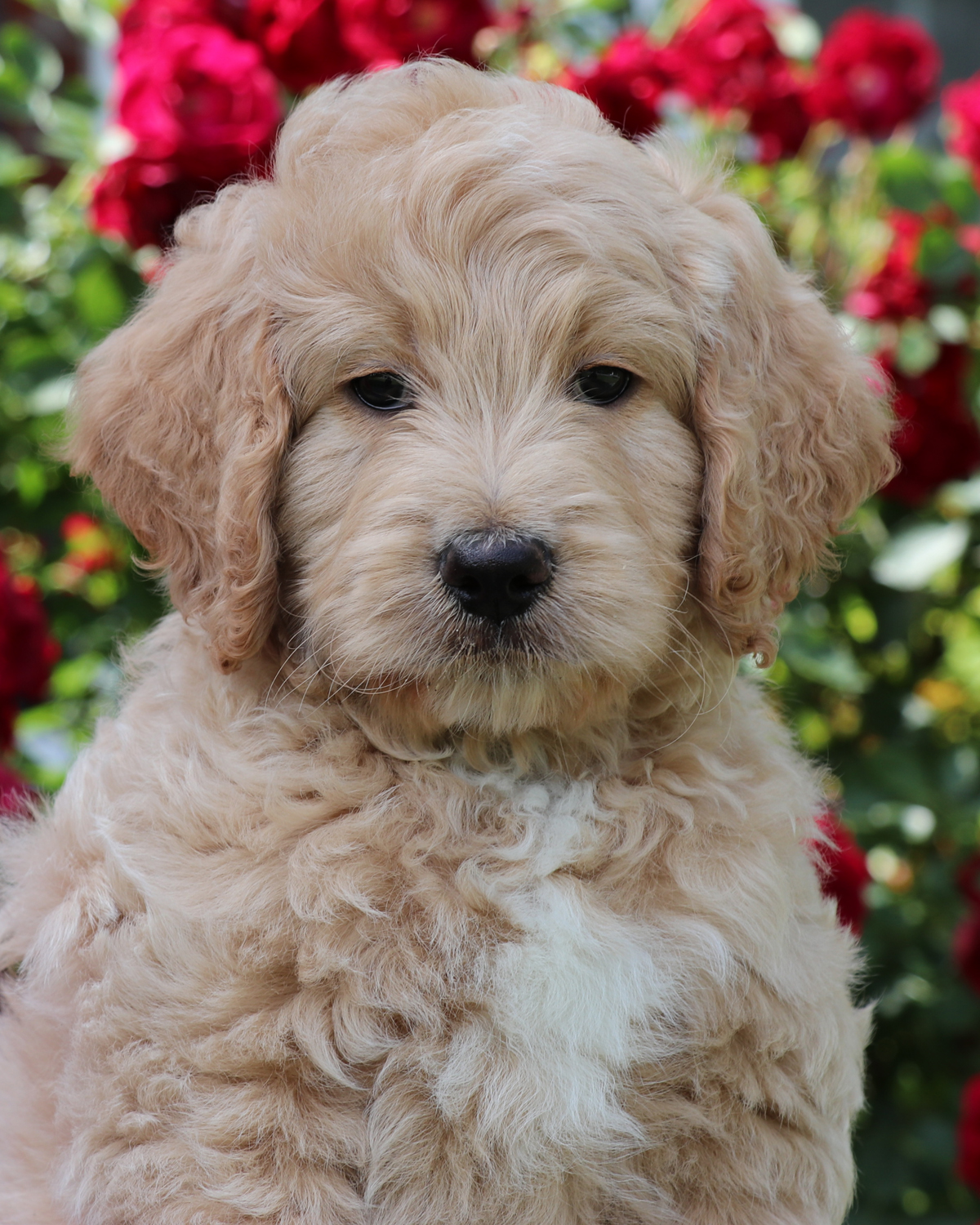 ”Goldendoodle